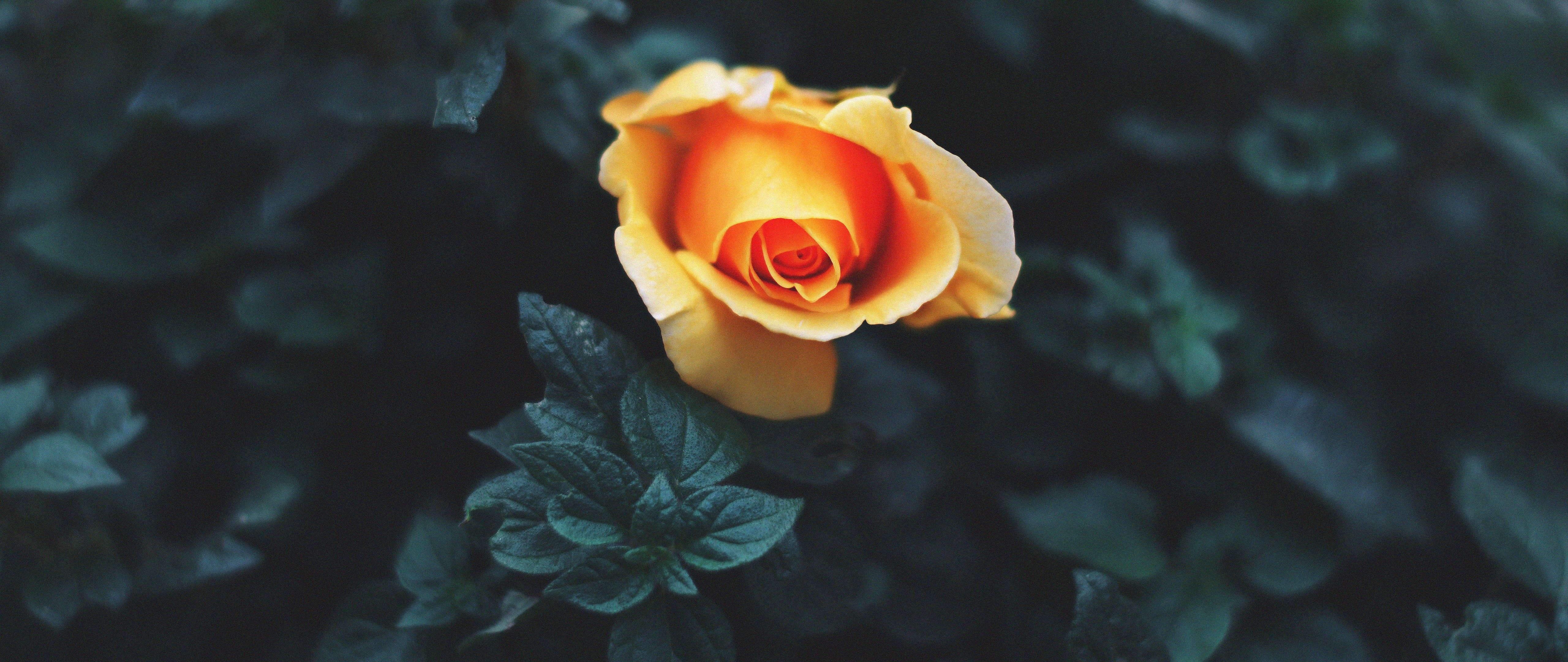 Rose Orange Flower Nature 8K Wallpaper