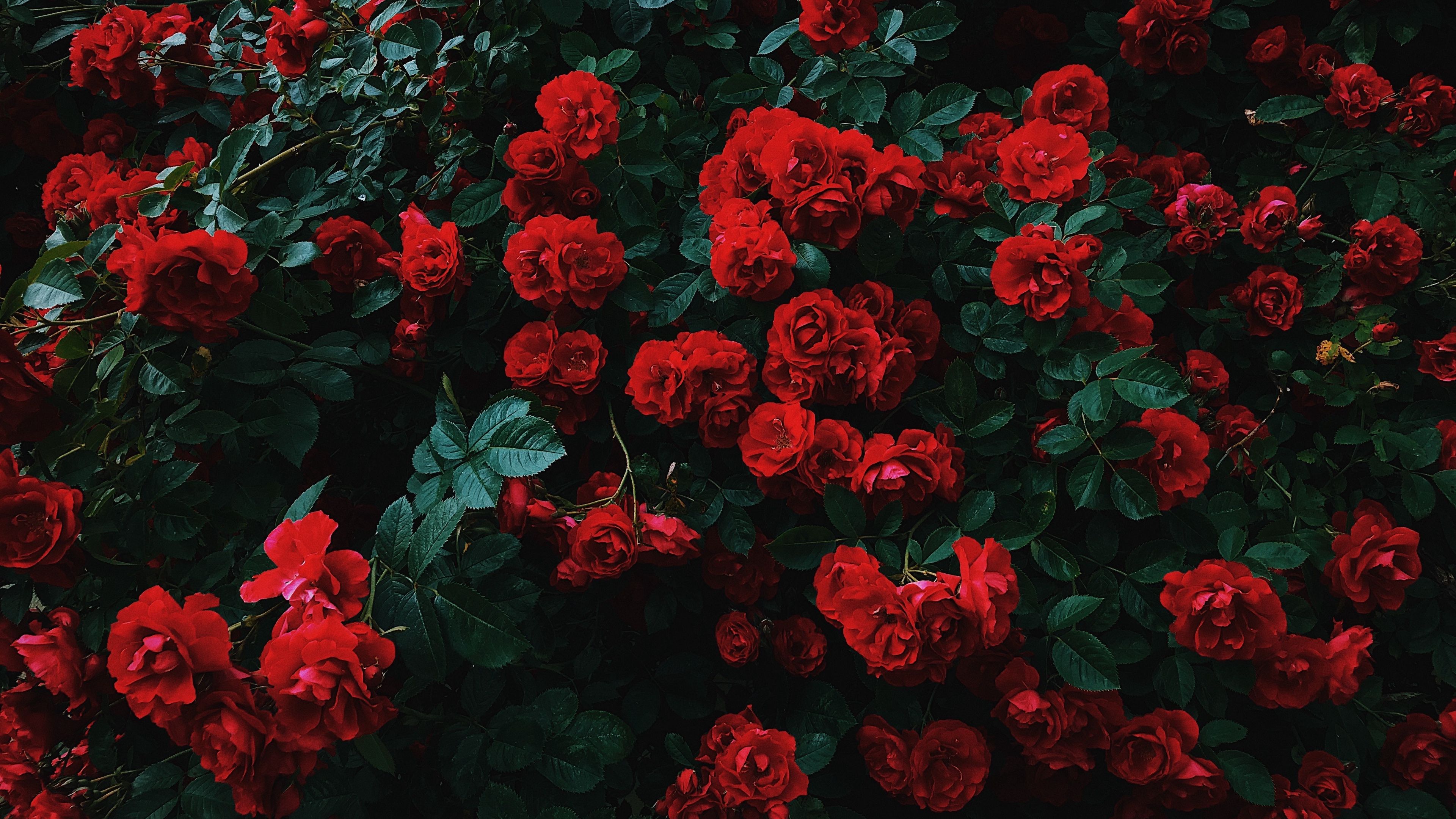 Roses Bush 4K wallpaper