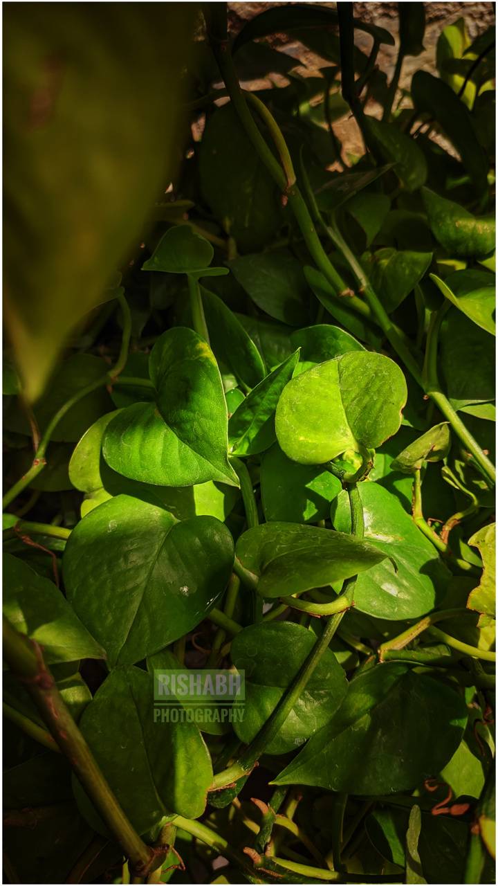 Money Plant Wallpapers Wallpaper Cave