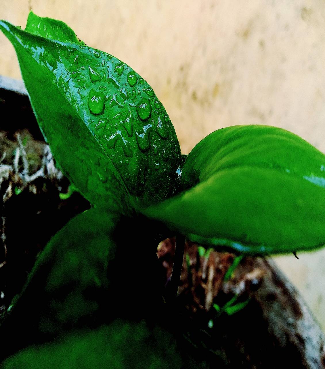 Money Plant Wallpapers Wallpaper Cave