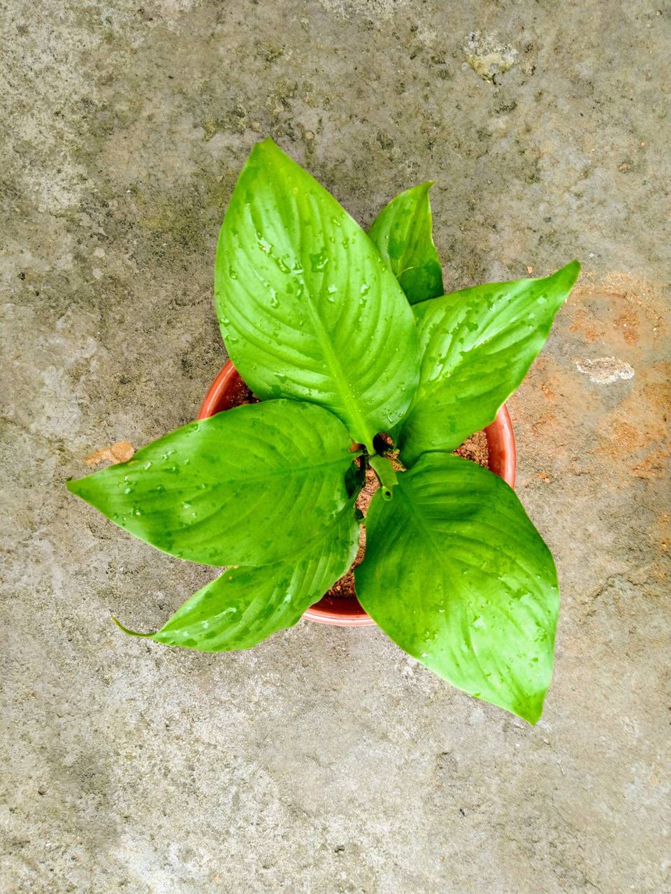 Dream money plant wallpaper