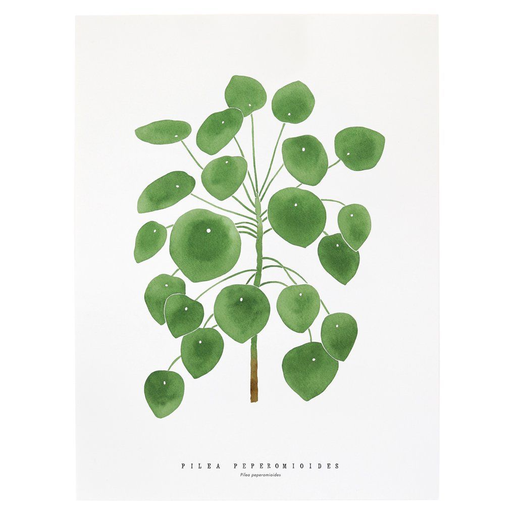 Pilea Peperomioides