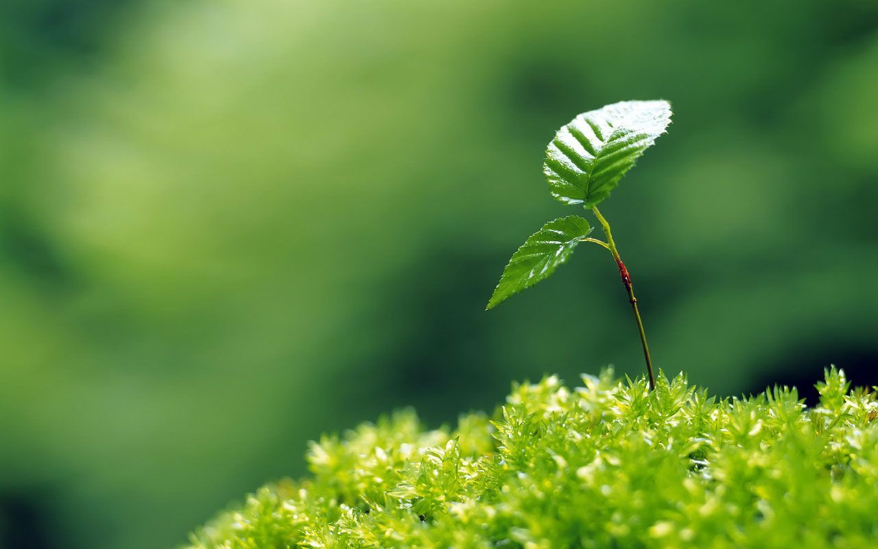 Small Plant Wallpaper Free Small Plant Background