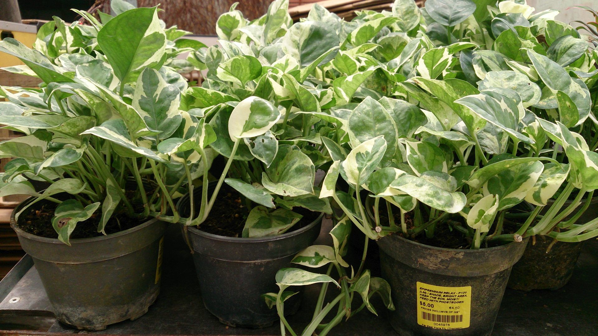 Money Plant Wallpapers Wallpaper Cave