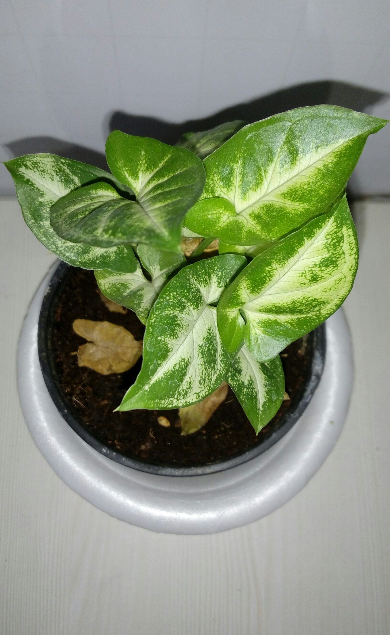 Money Plant Free Wallpaper and HD Photo Download