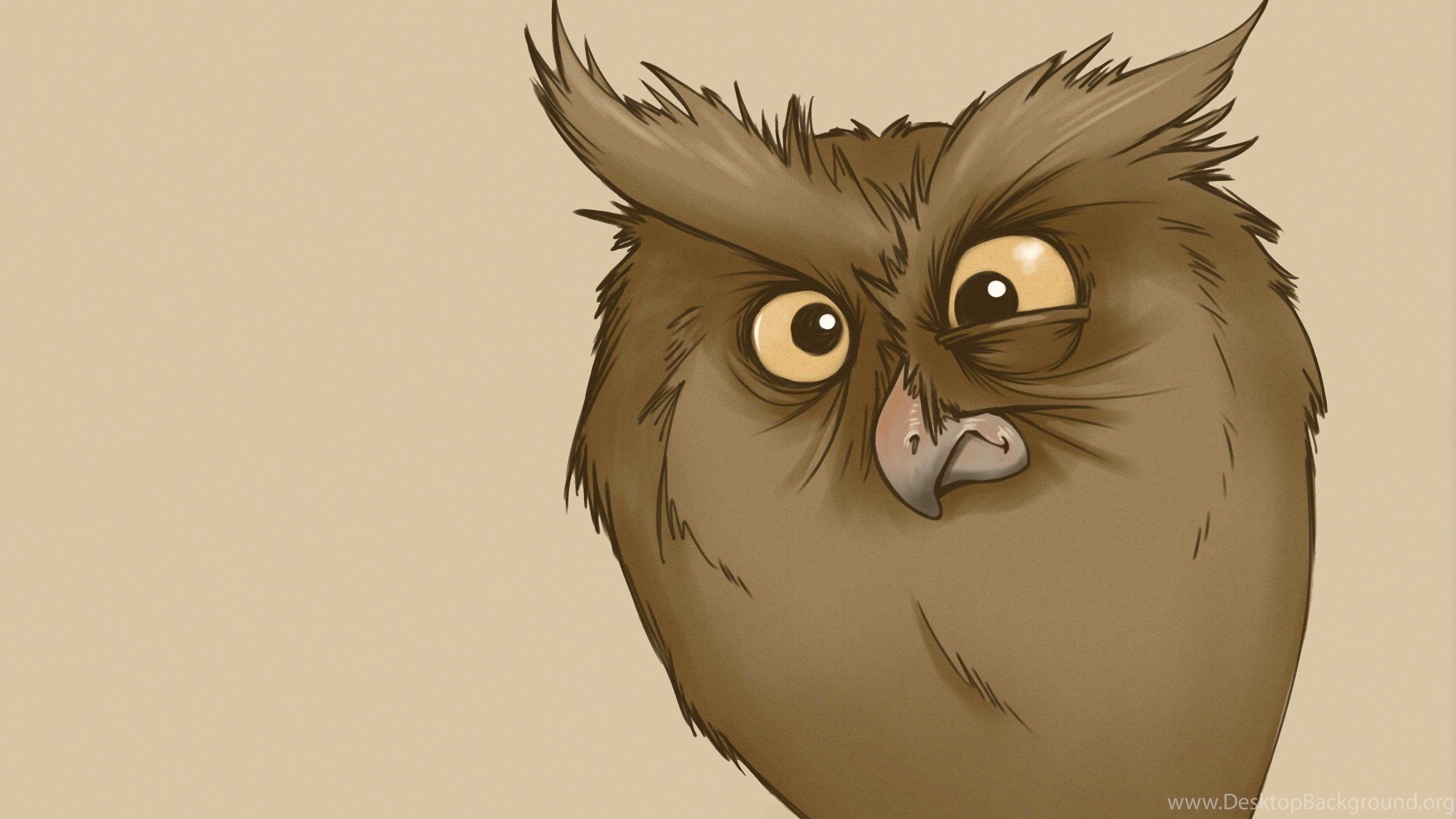 Funny Look Owl Minimalism Owl Cartoon Bird Wallpaper Desktop Background