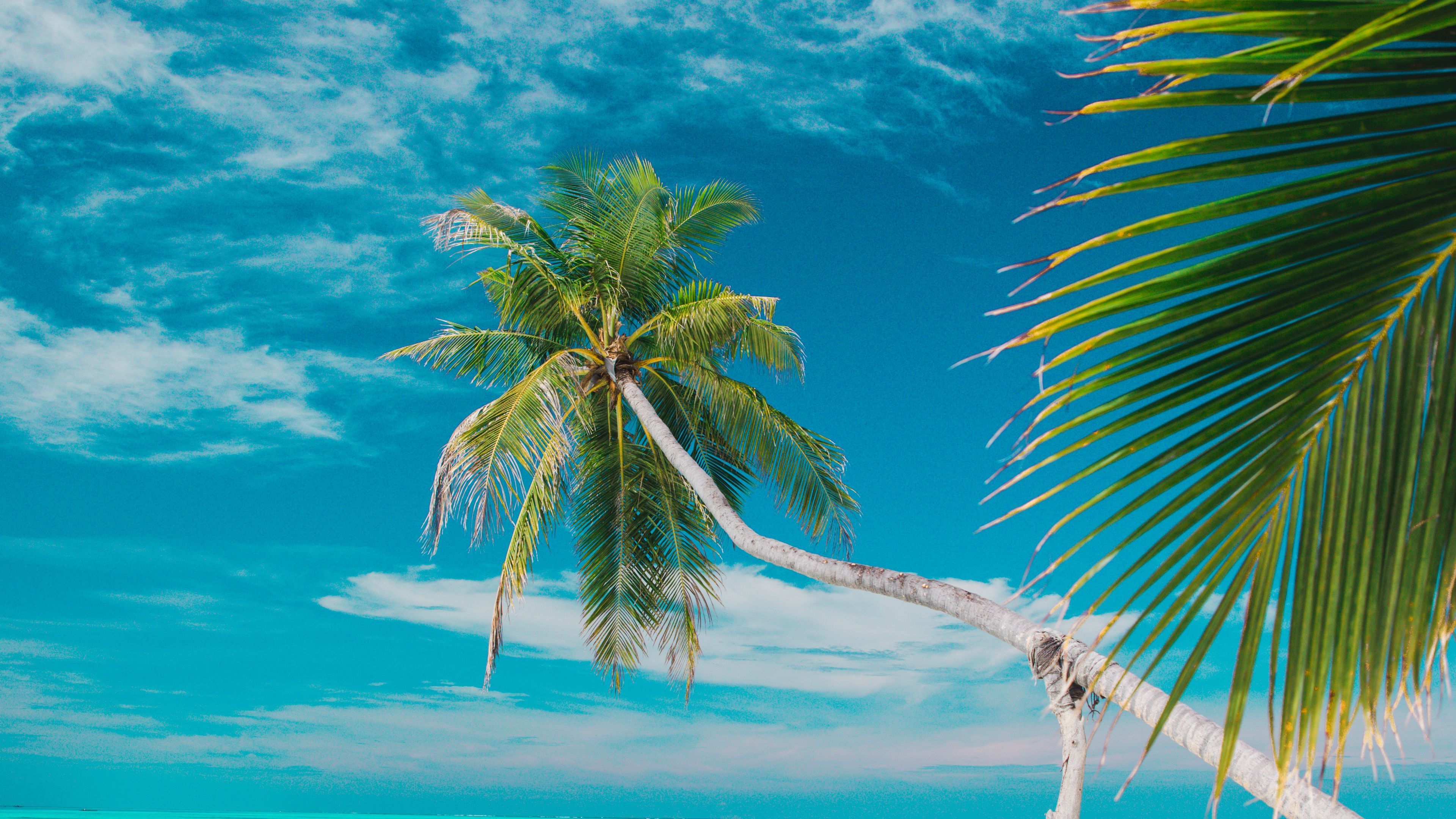 Download wallpaper 3840x2160 beach, sea, palm trees, summer, tropics 4k uhd 16:9 HD background