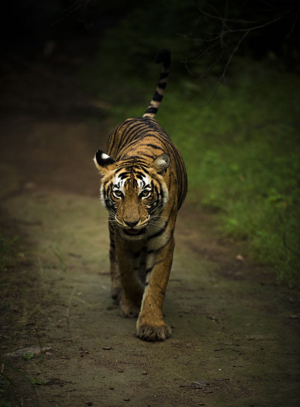 Forest Tiger Picture. Download Free Image