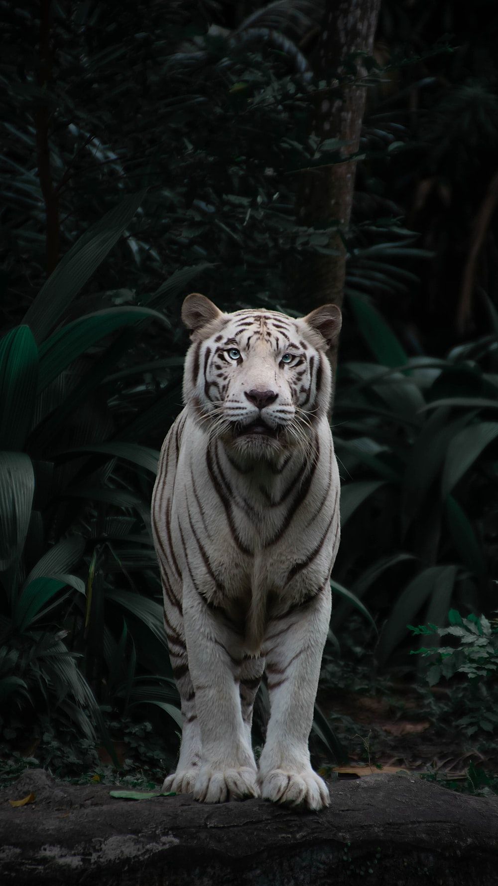 White Tiger Picture [HD]. Download Free Image