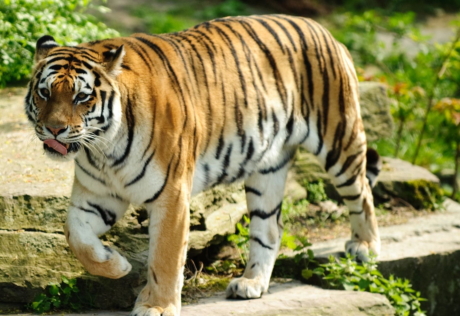 Best Tiger Wallpaper Image HD Download