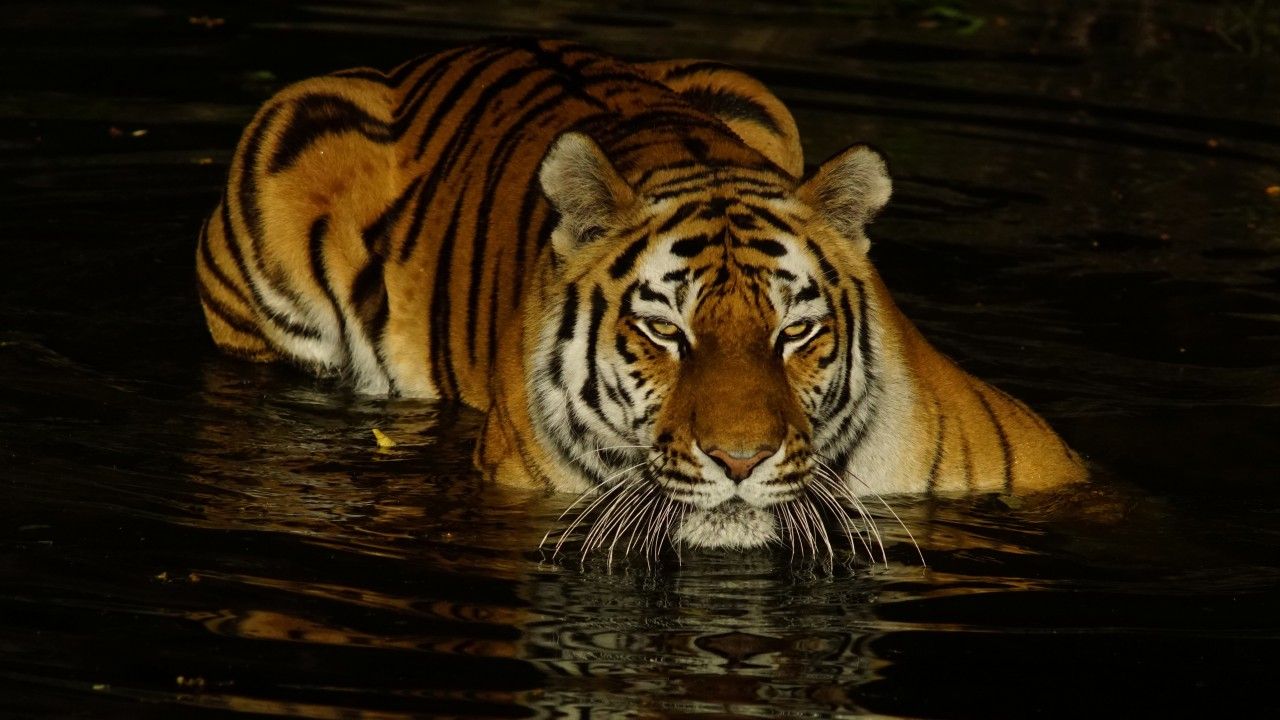 Tiger Is On Body Of Water During Nighttime 4K HD Animals Wallpaper</a> Wallpaper