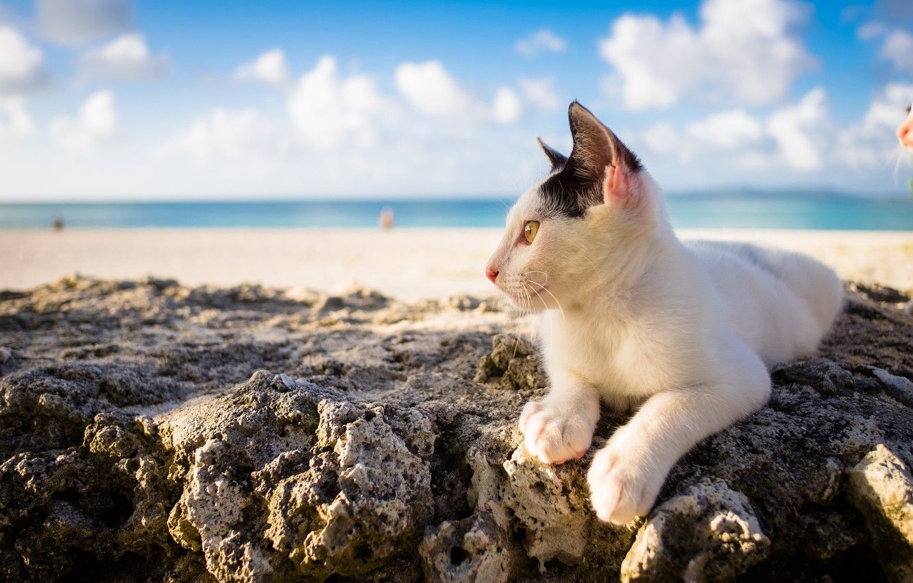 Wallpaper sea, summer, cat, background, Kota image for desktop, section кошки