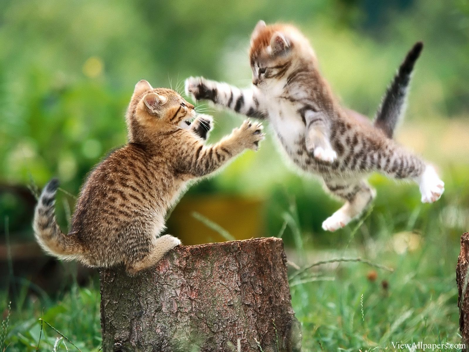 Ninja Summer Kittens Animal Planet. Animals HD Wallpaper. Cute animals, Cute animal picture, Funny cat wallpaper