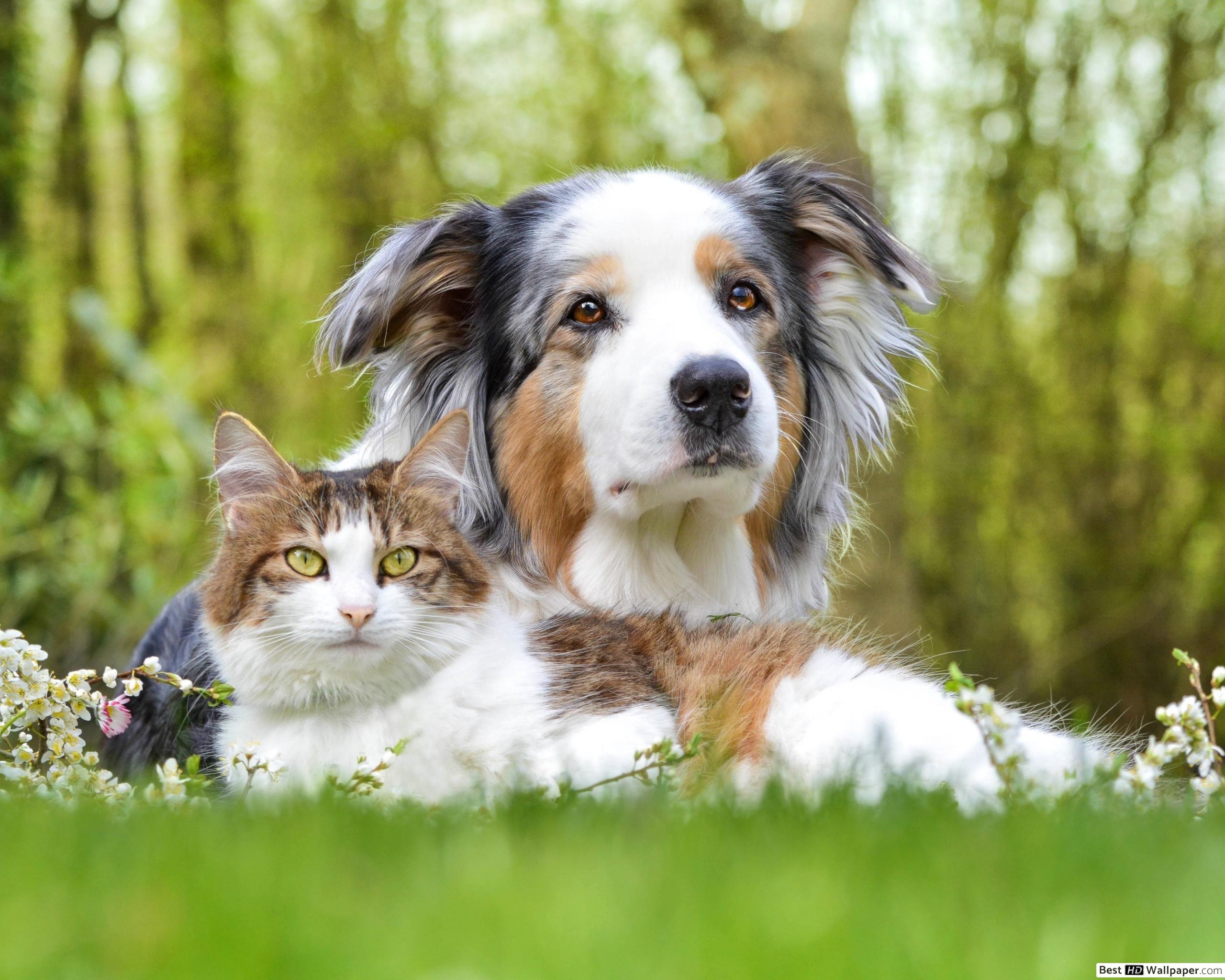 Dog and Cat HD wallpaper download