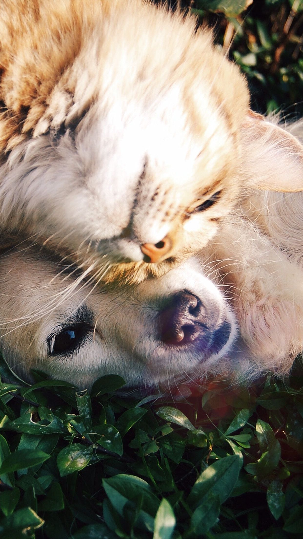 iPhone X wallpaper. cat and dog animal love nature pure flare