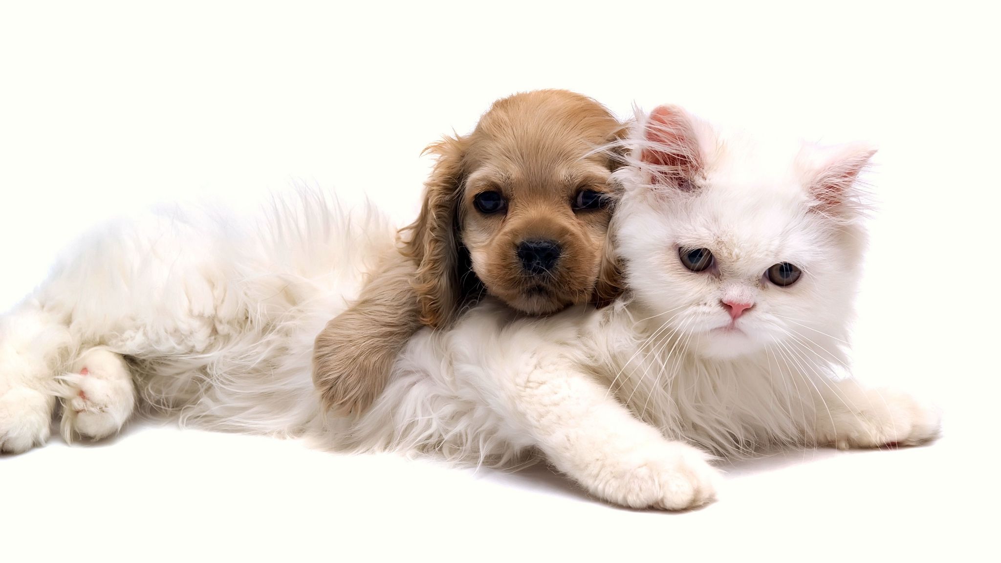 Wallpaper Cat, Puppy, Face, Down, Friends Dog And Cat