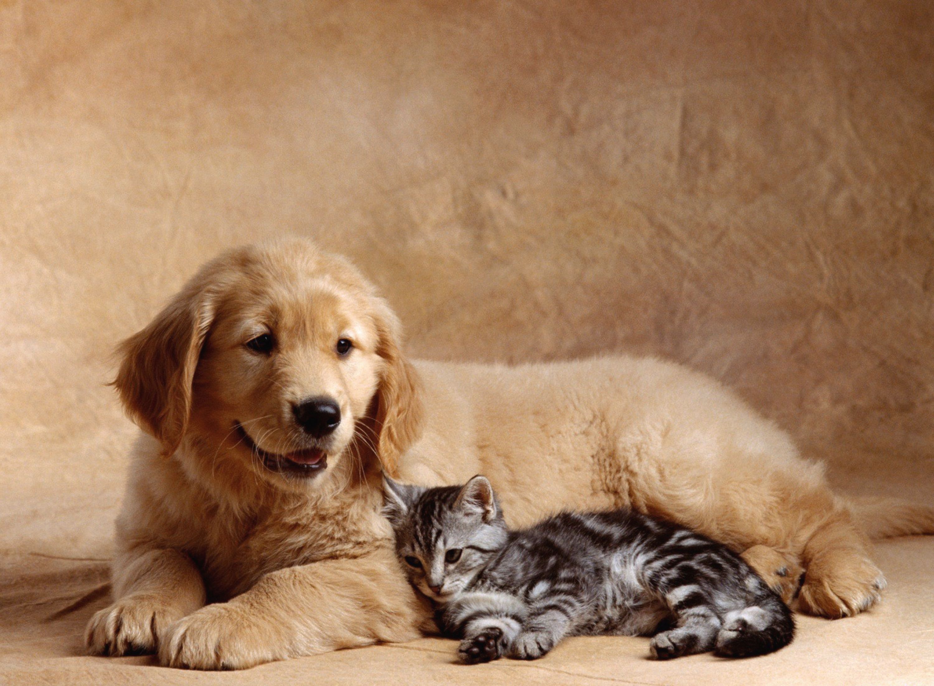 Summer Dog And Cat Wallpapers Wallpaper Cave