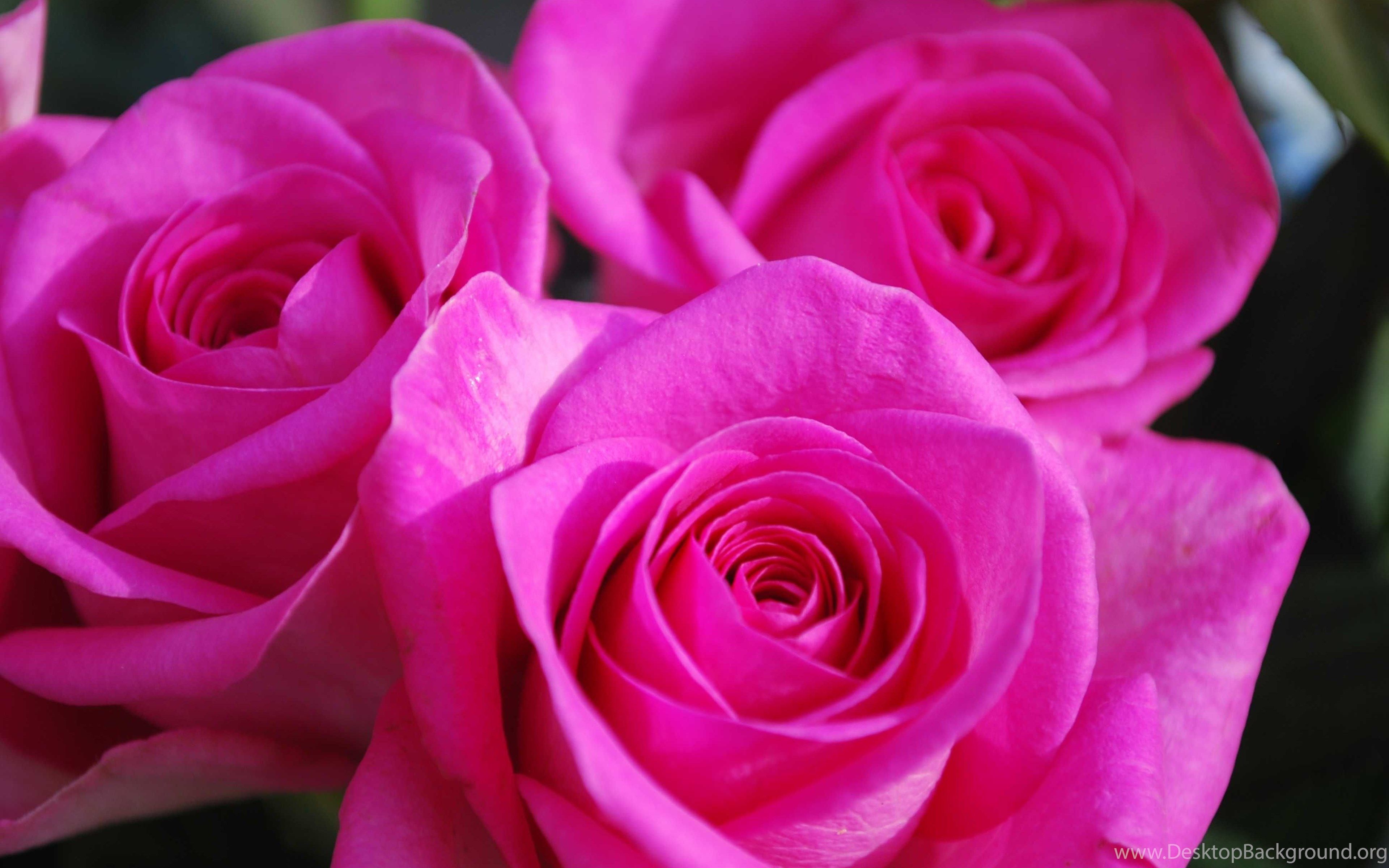 Pink flower rose HD wallpaper background laptop HD Widescreen. Desktop Background