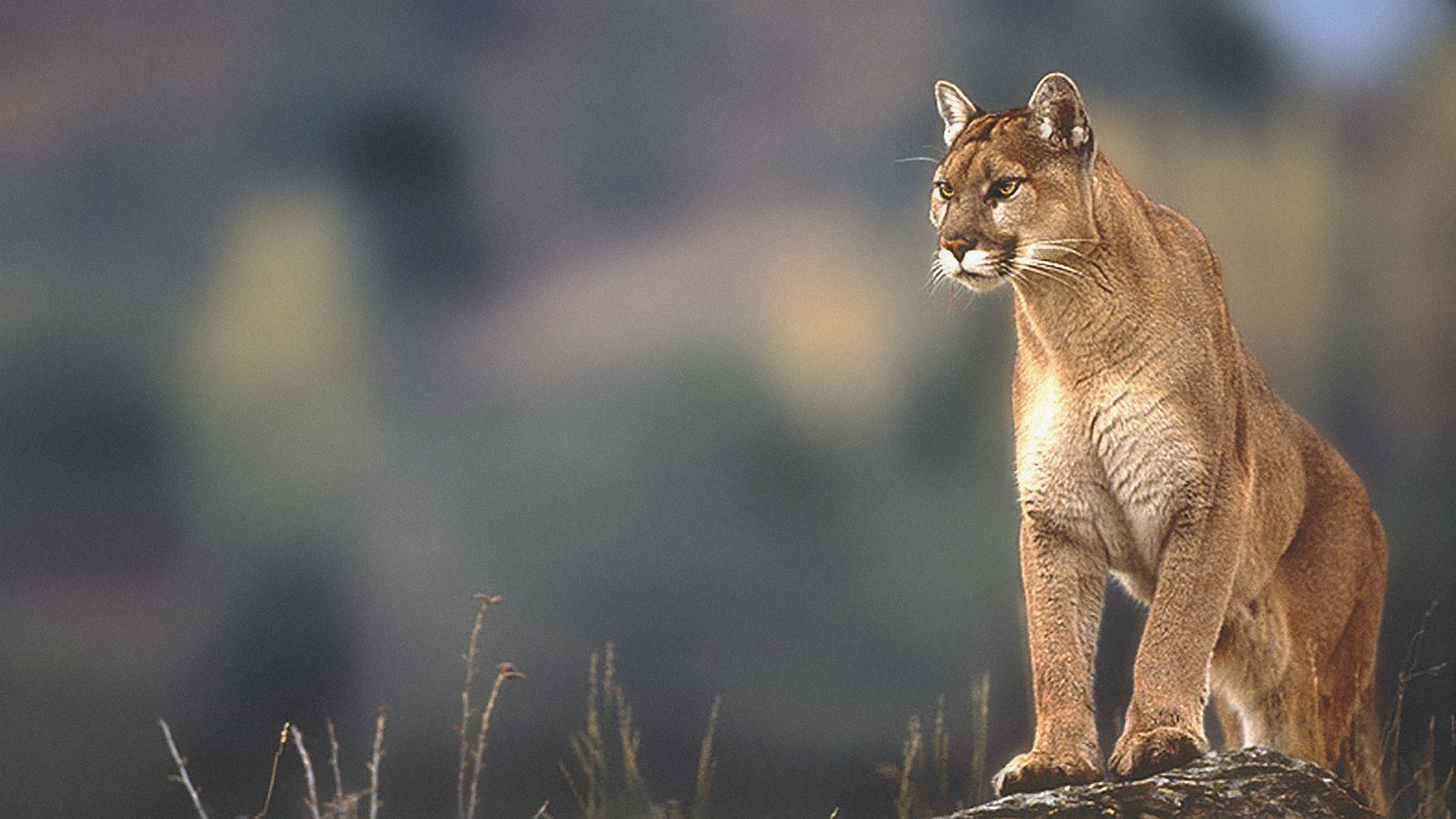 Mountain lion, Windows 98 [4k], r