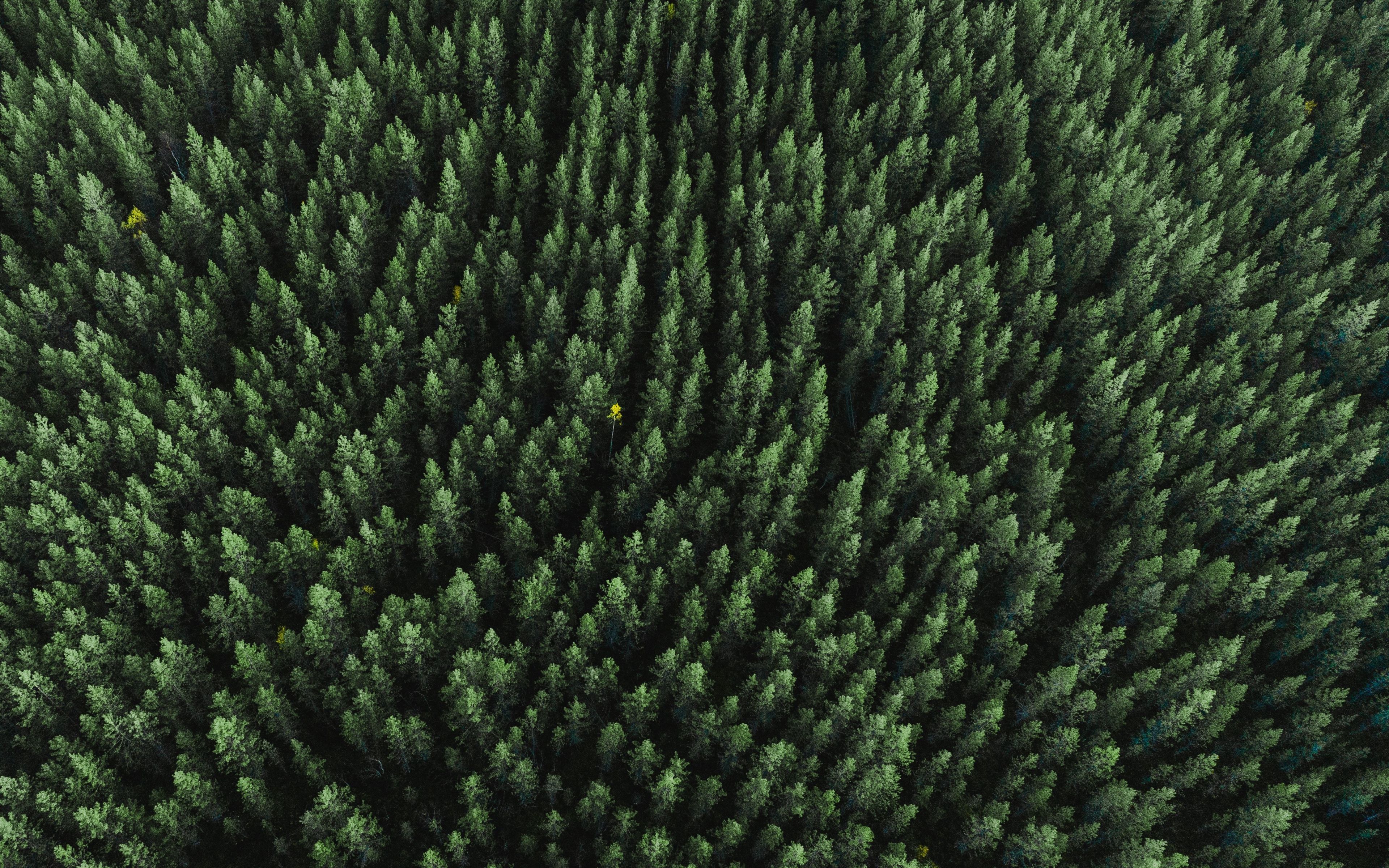 Download 3840x2400 wallpaper forest, aerial view, trees, green, nature, 4k, ultra HD 16: widescreen, 3840x2400 HD image, background, 23016