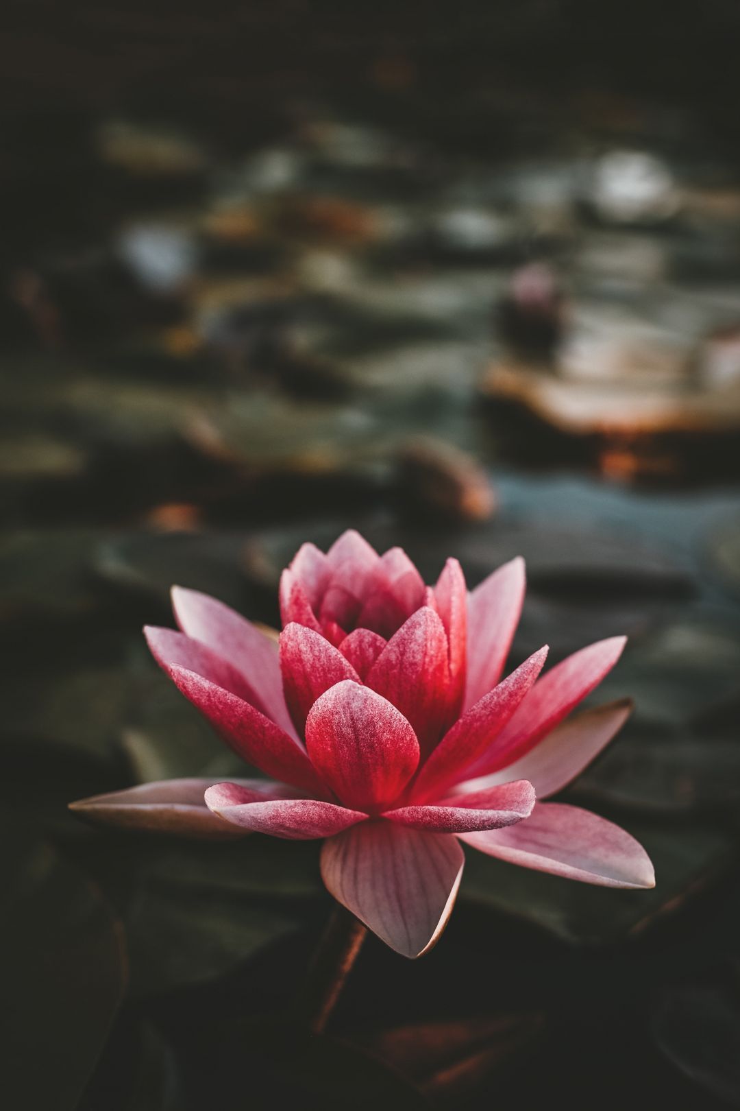 Android / iPhone / Desktop Wallpaper (1080p, 4K, 5K) #wallpaper #h. Lotus flower picture, Beautiful flowers photography, Flowers photography wallpaper