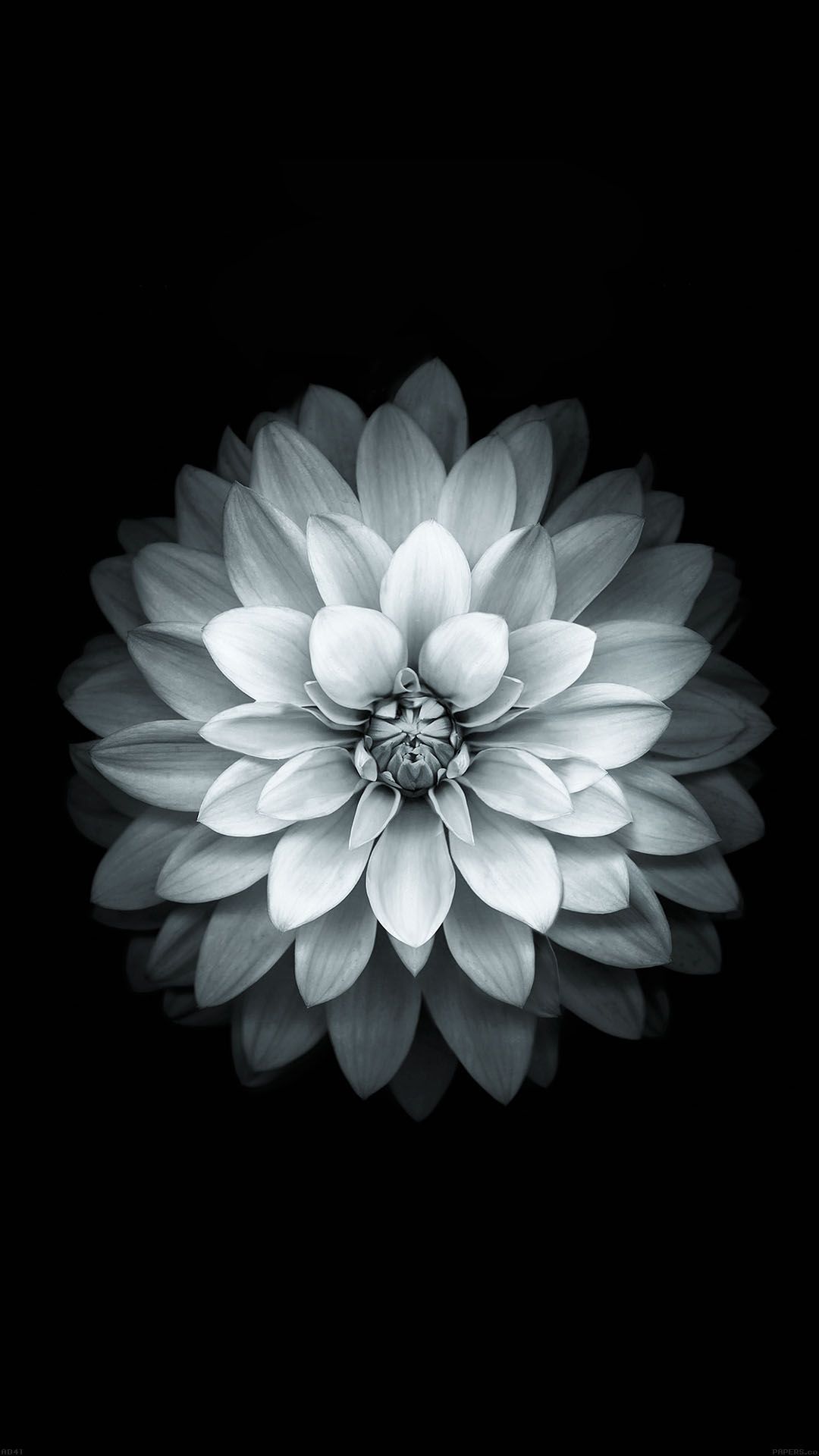 White Lotus iPhone htc one wallpaper. Flower iphone wallpaper, iPhone 6 wallpaper, Cool iphone 6 wallpaper