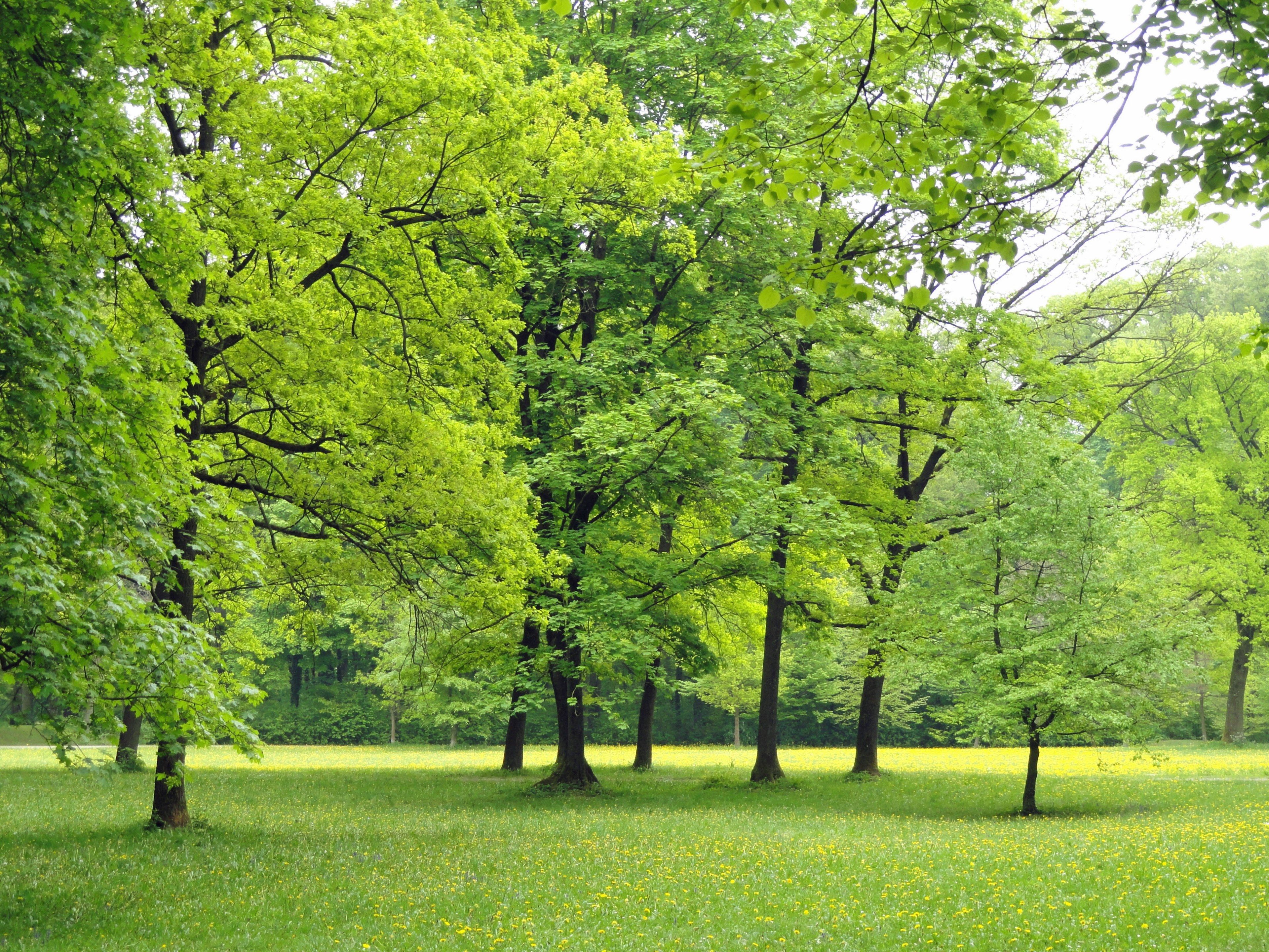 Germany Nature Trees Foliage Woods Outside 4k Wallpaper Beauty Of Tree HD Wallpaper
