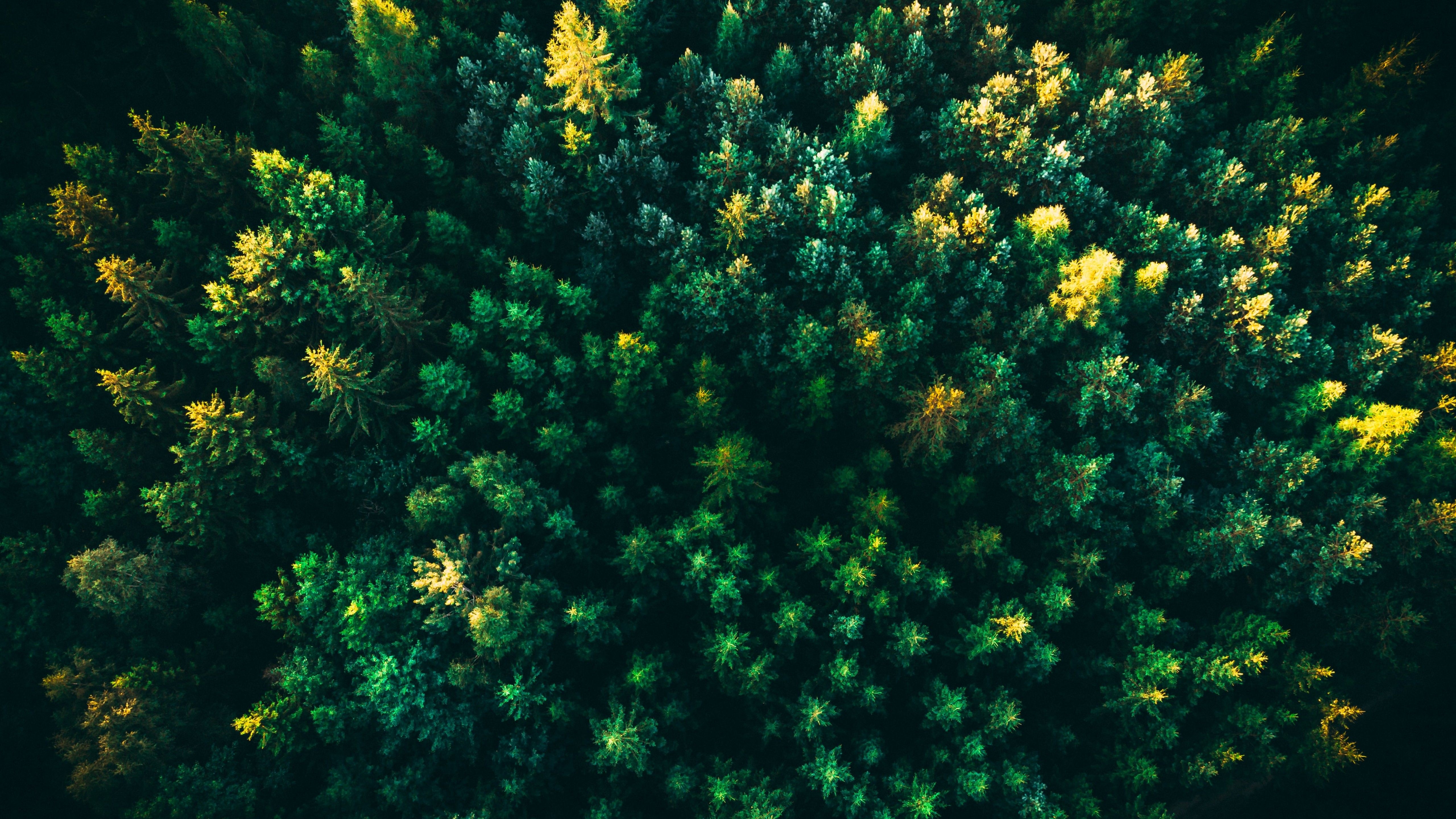 Green Trees 4K Wallpaper, Forest, Aerial view, Greenery, Drone photo, Nature