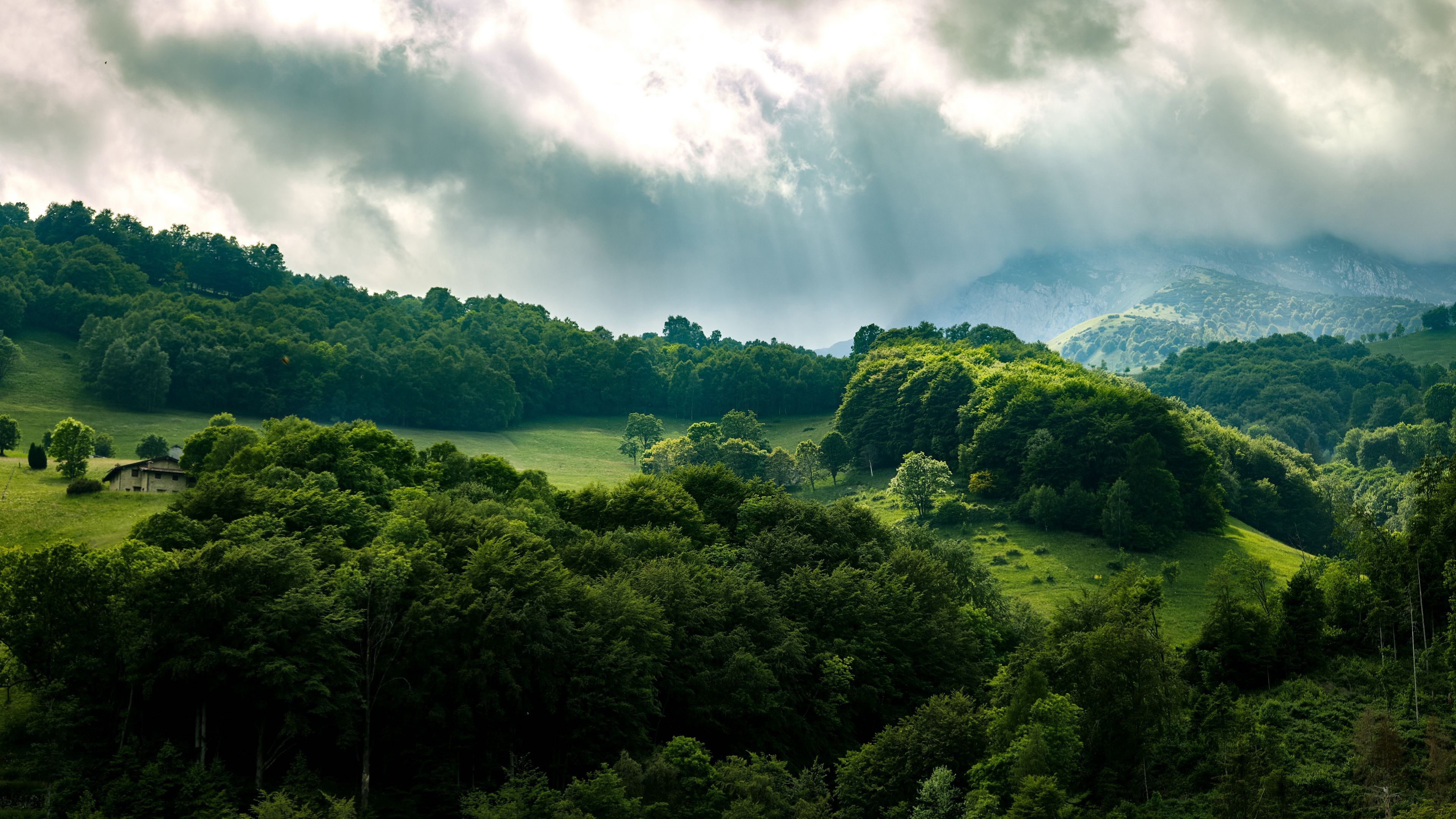 Green Forest Trees Rays 4K HD Wallpaper