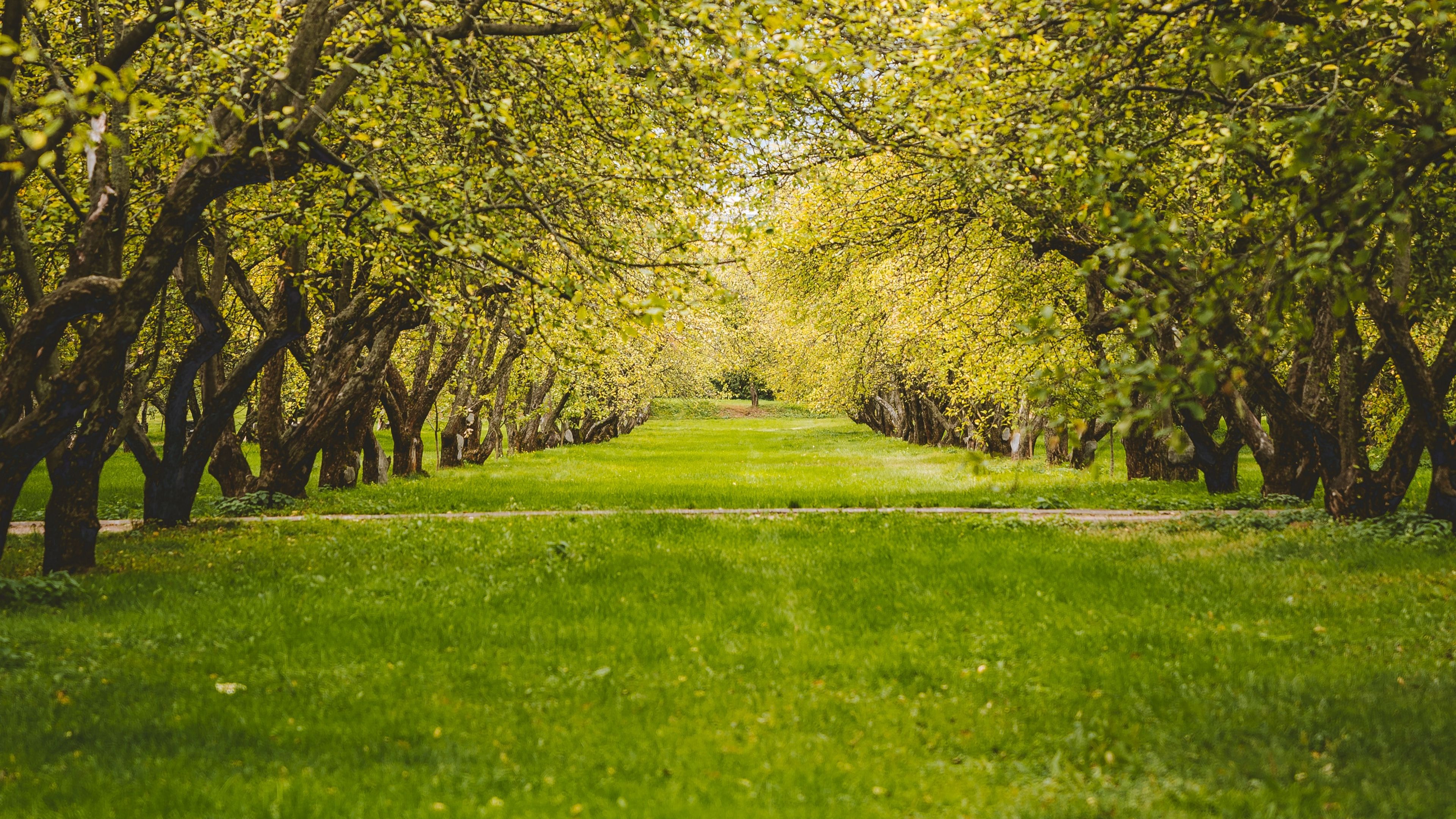 Green Nature Tree 4k HD Wallpapers Wallpaper Cave