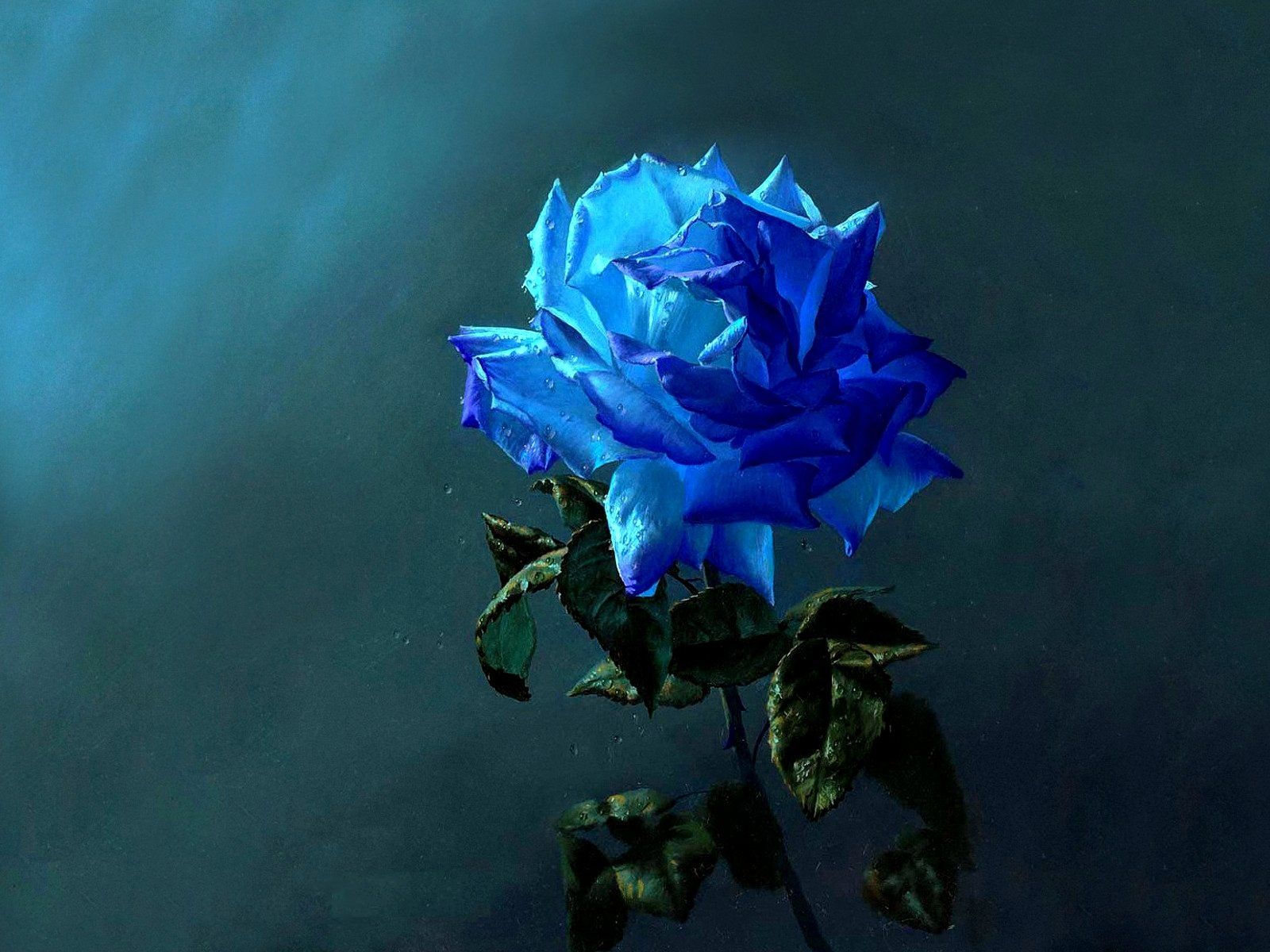 Blue Rose HD Wallpaper and Background Image