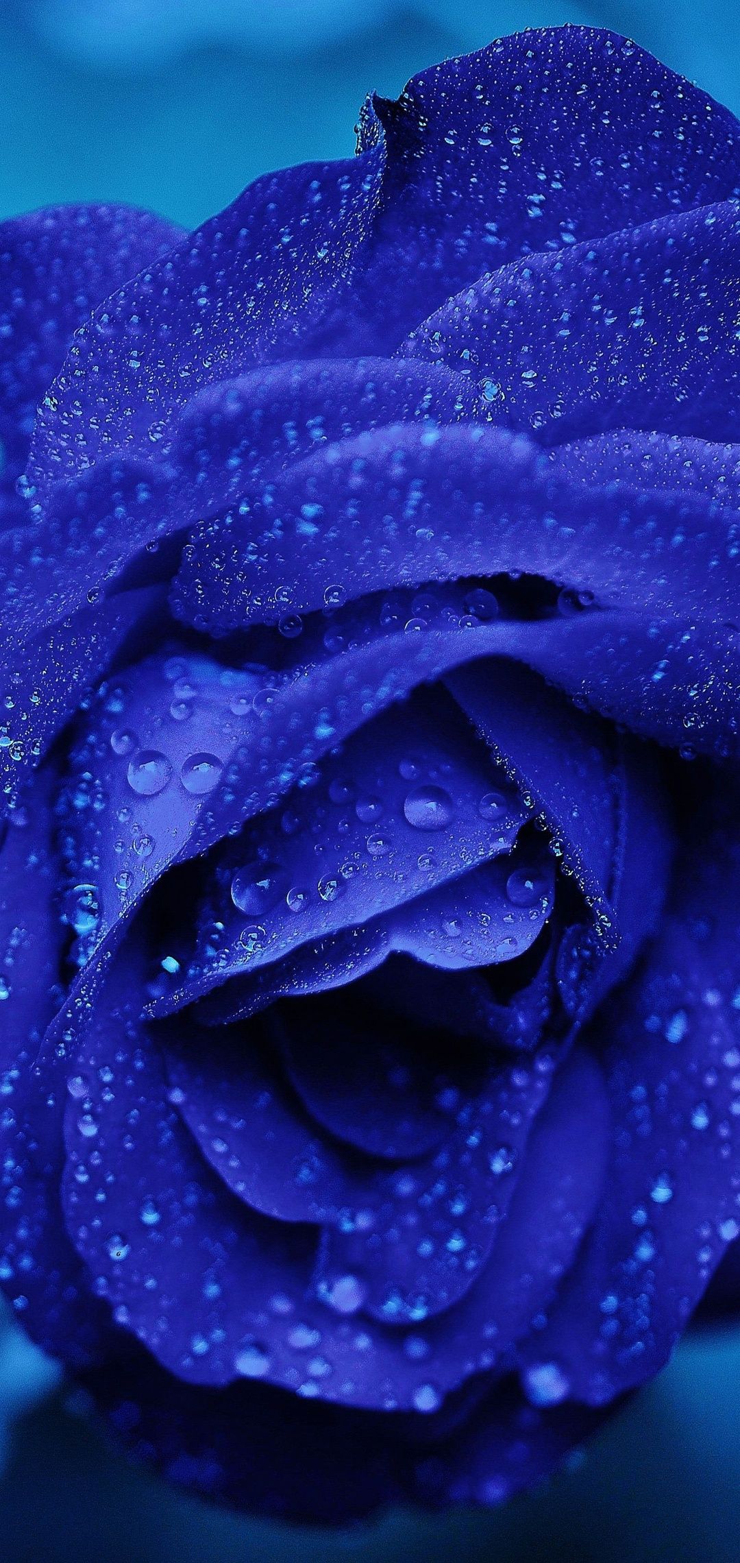 Blue Rose 4k One Plus 6, Huawei p20, Honor view 10, Vivo y85, Oppo f7, Xiaomi Mi A2 HD 4k Wallpaper, Image, Background, Photo and Picture