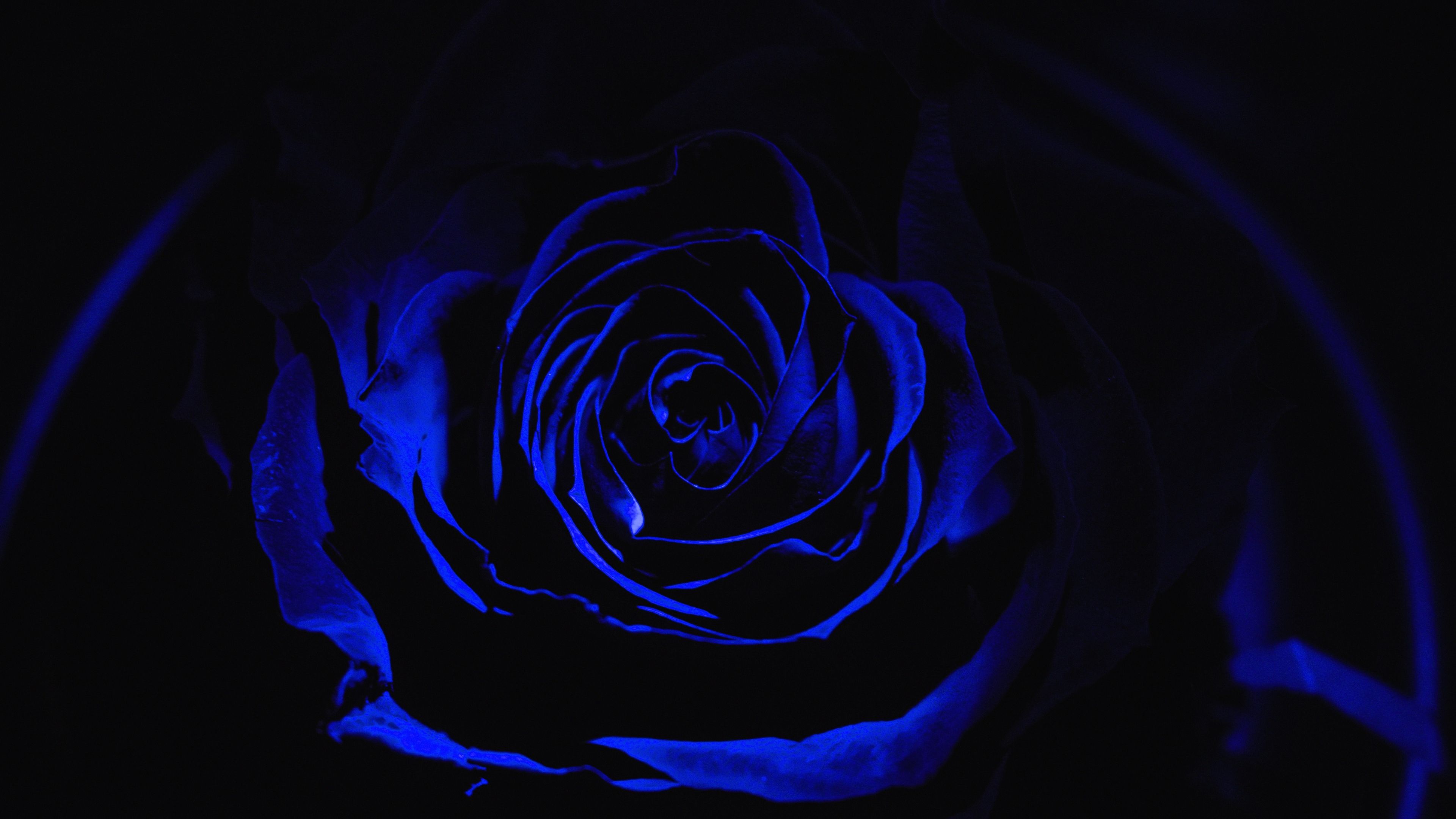 Download 3840x2160 wallpaper blue rose, dark, close up, 4k, uhd 16: widescreen, 3840x2160 HD image, background, 10127