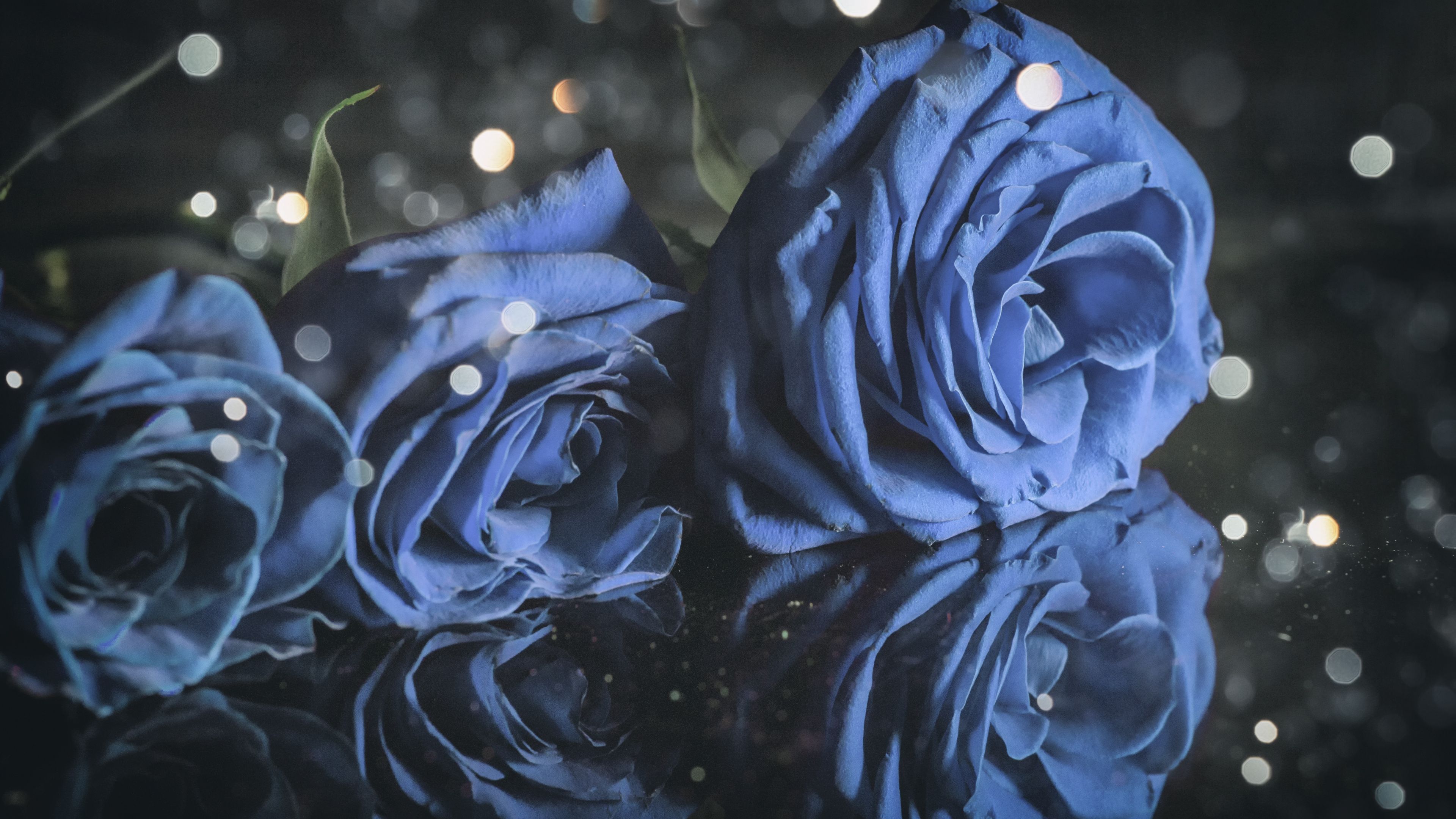 Download Blue roses, closeup wallpaper, 3840x 4K UHD 16: Widescreen