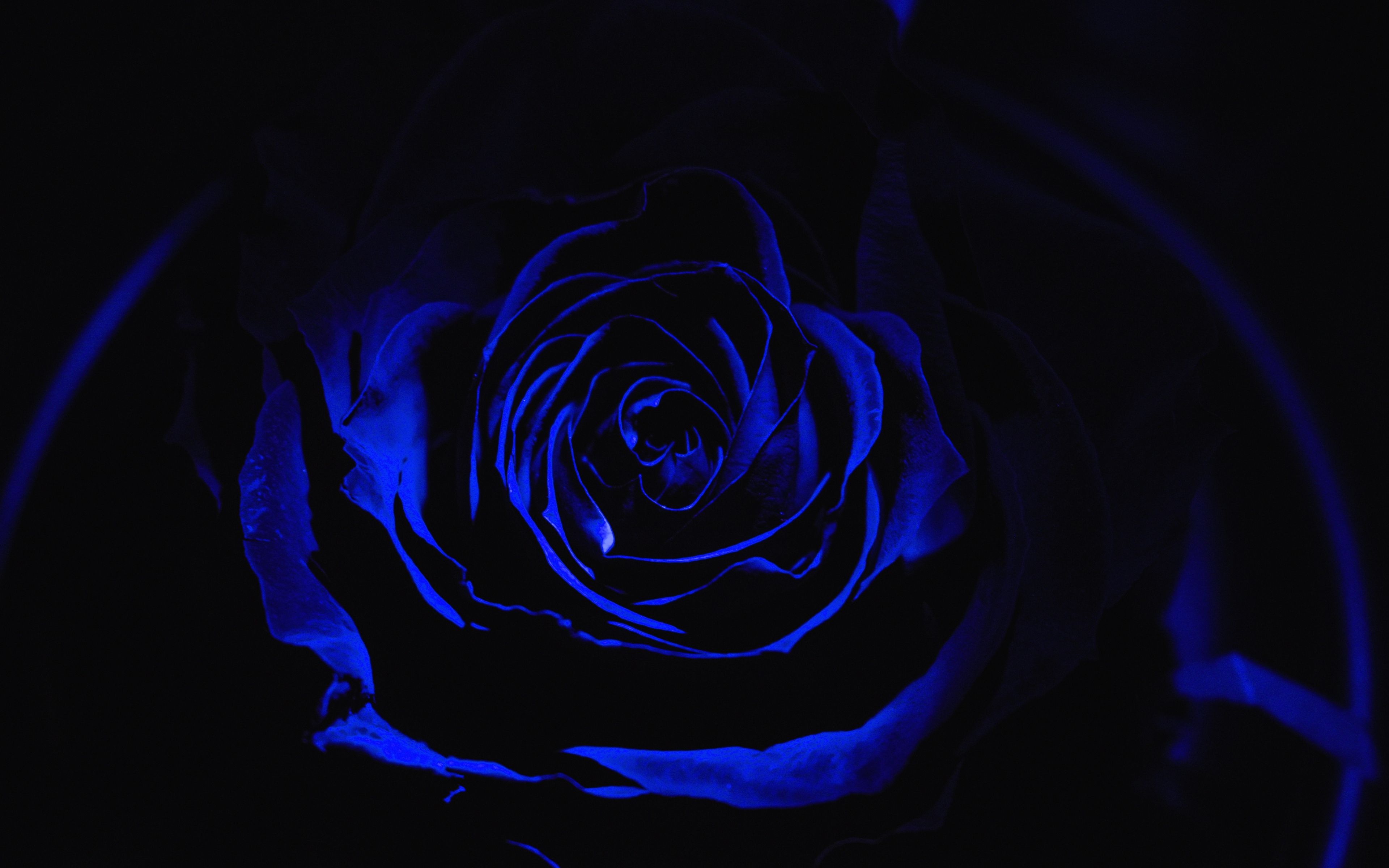Download 3840x2400 wallpaper blue rose, dark, close up, 4k, ultra HD 16: widescreen, 3840x2400 HD image, background, 10127