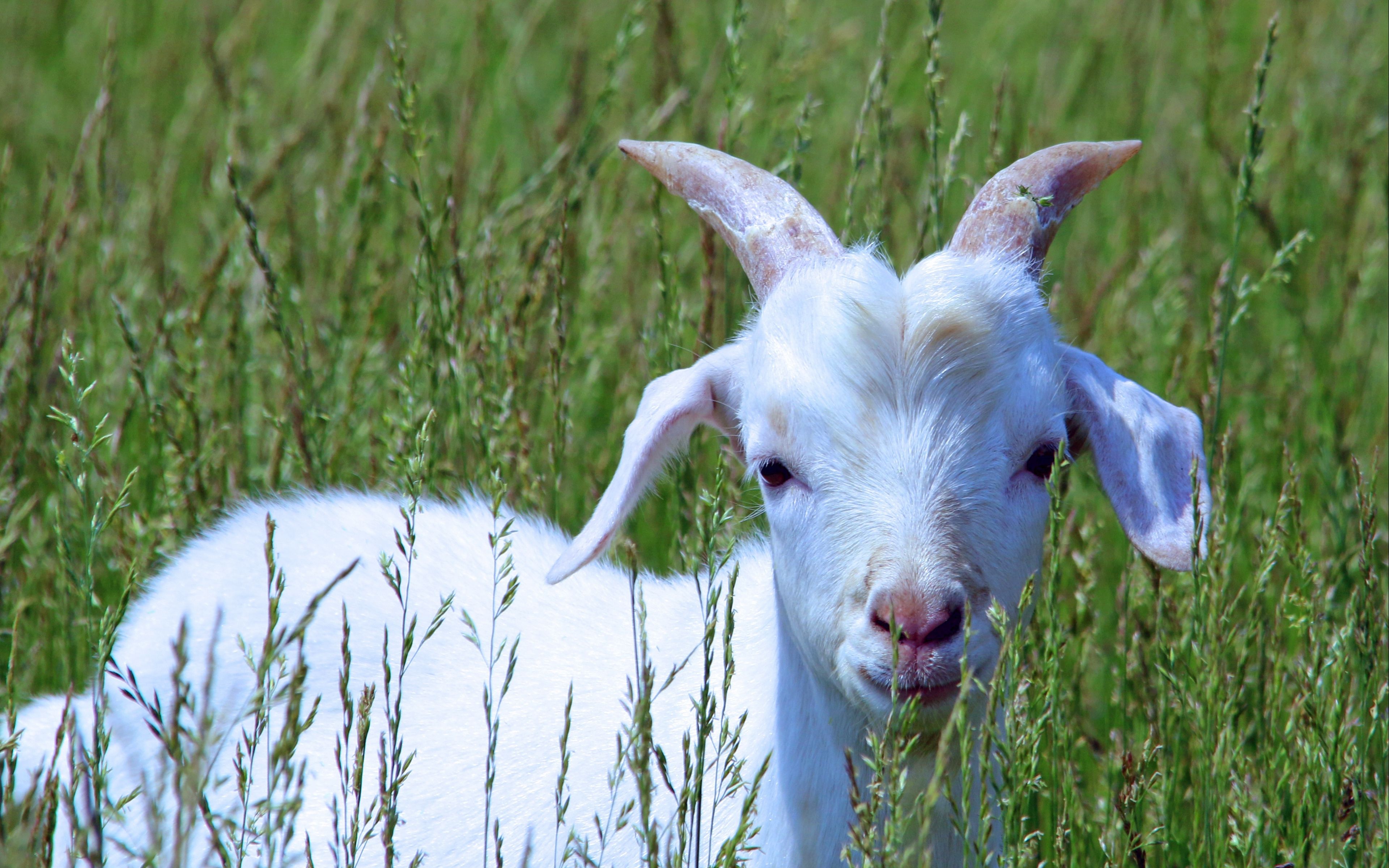 Wallpaper Goat, Cub, Grass, Walk
