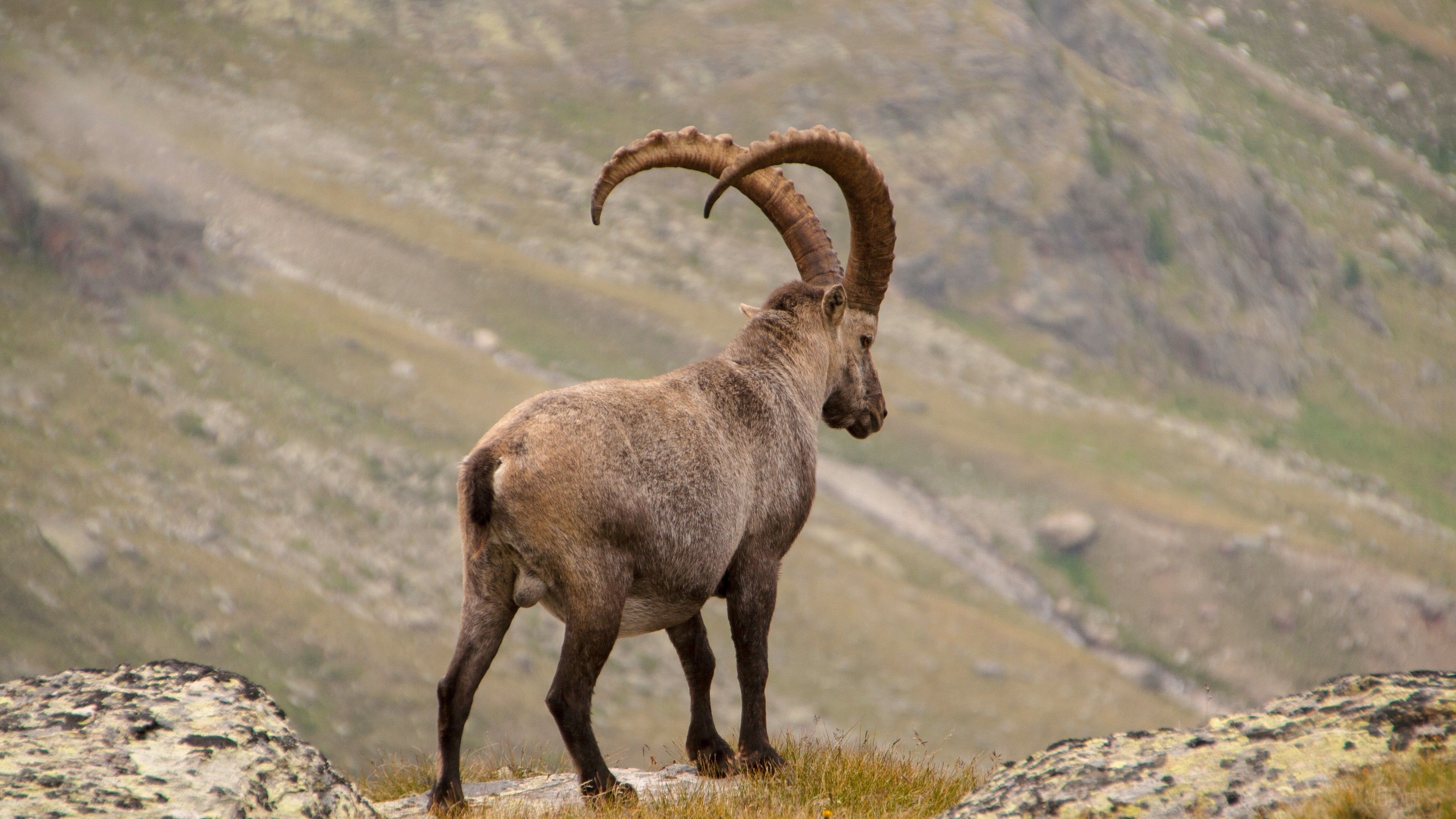 alpine ibex, goat, mountains, horns 4k wallpaper. Mocah HD Wallpaper