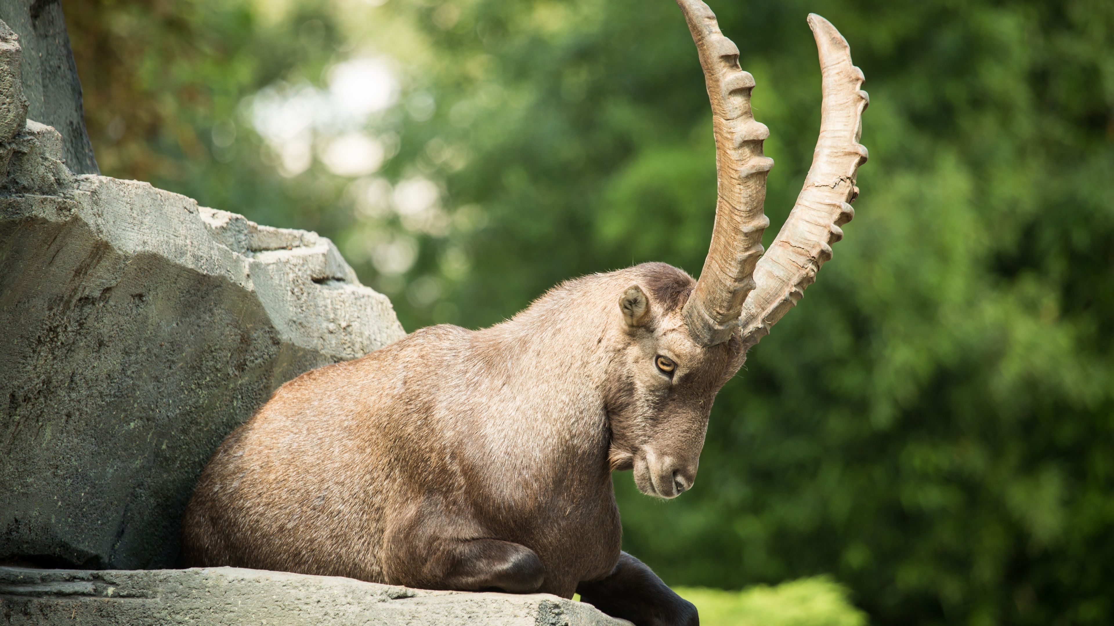 Wallpaper Mountain goat, ibex, claw 3840x2160 UHD 4K Picture, Image