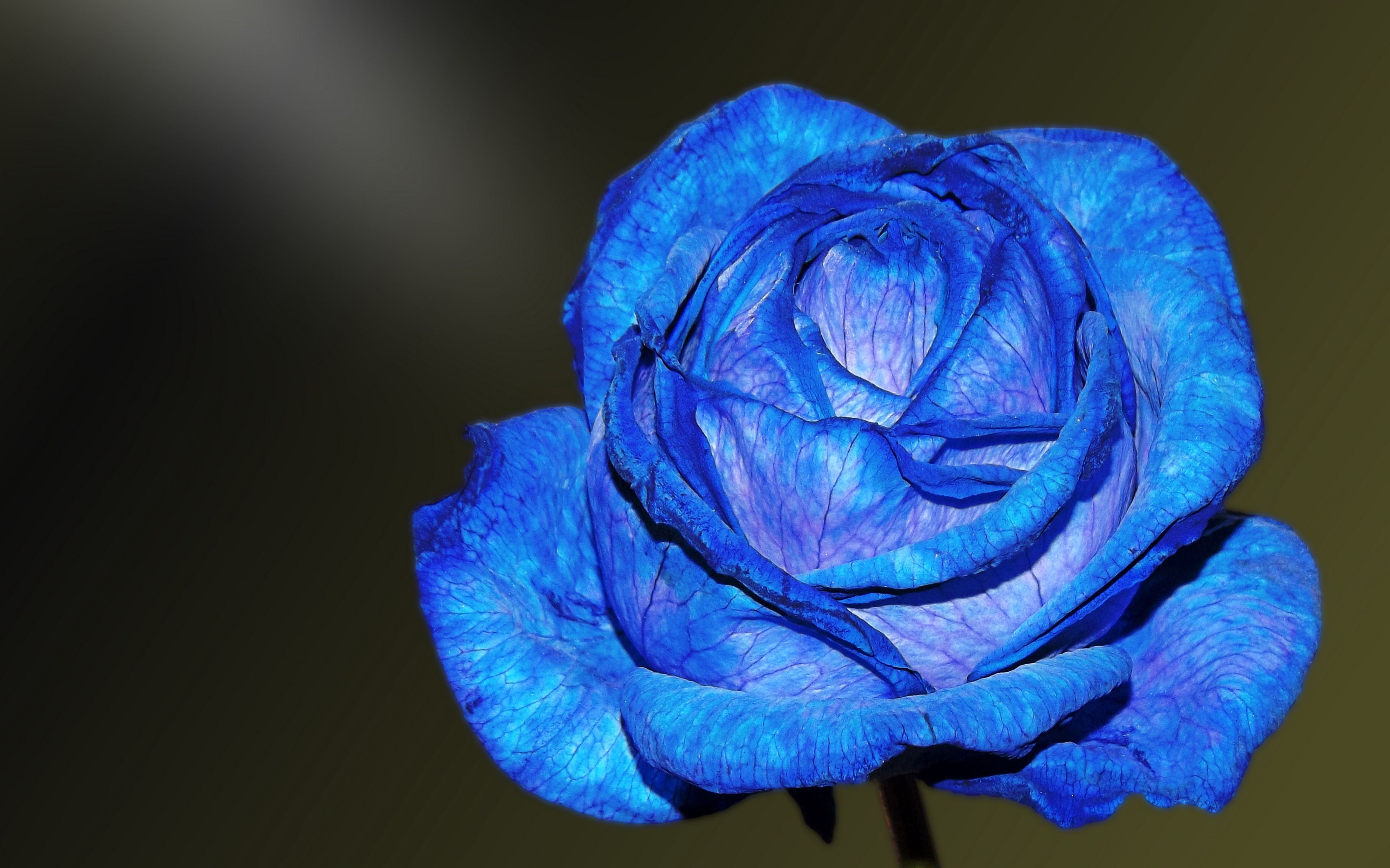 Download wallpaper 3840x2400 blue rose, rose, bud, petals 4k ultra HD 16:10 HD background