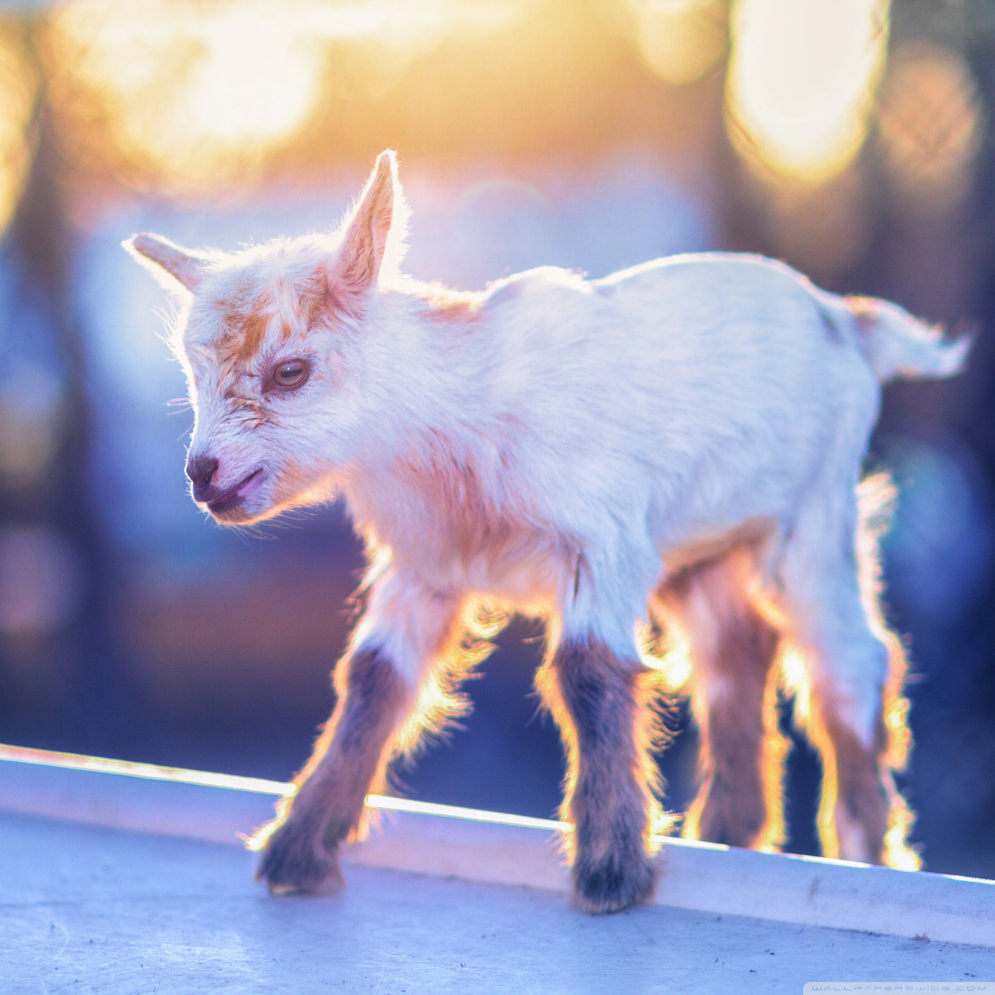 Baby Goat Wallpaper