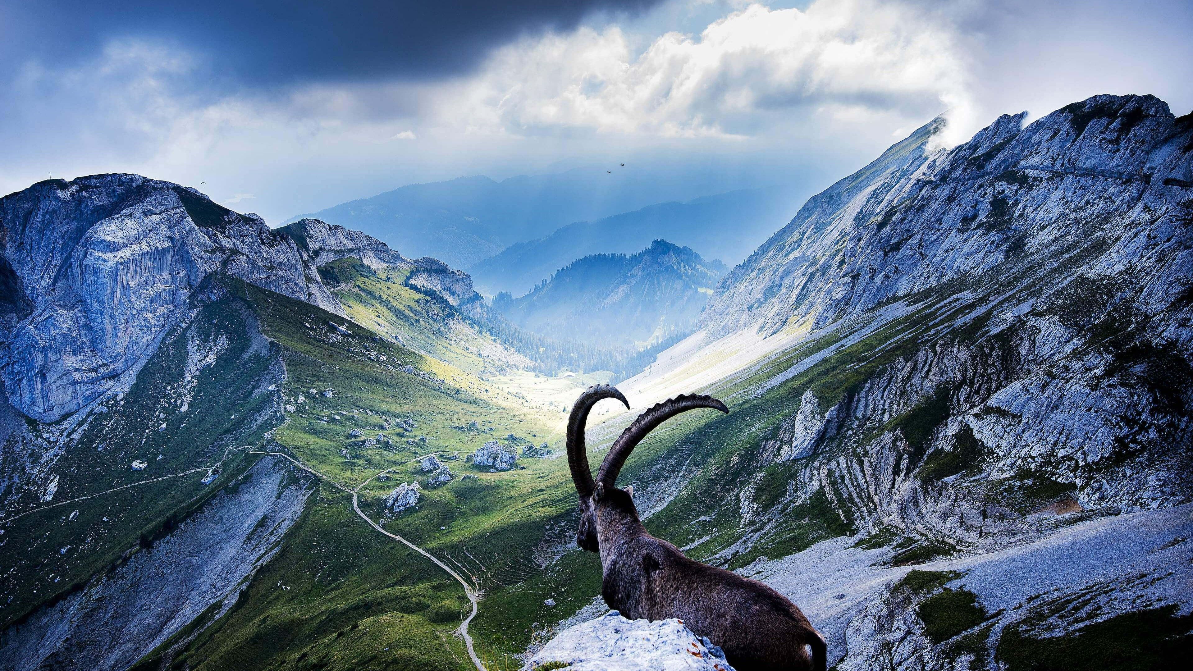 Goat 4K wallpaper for your desktop or mobile screen free and easy to download