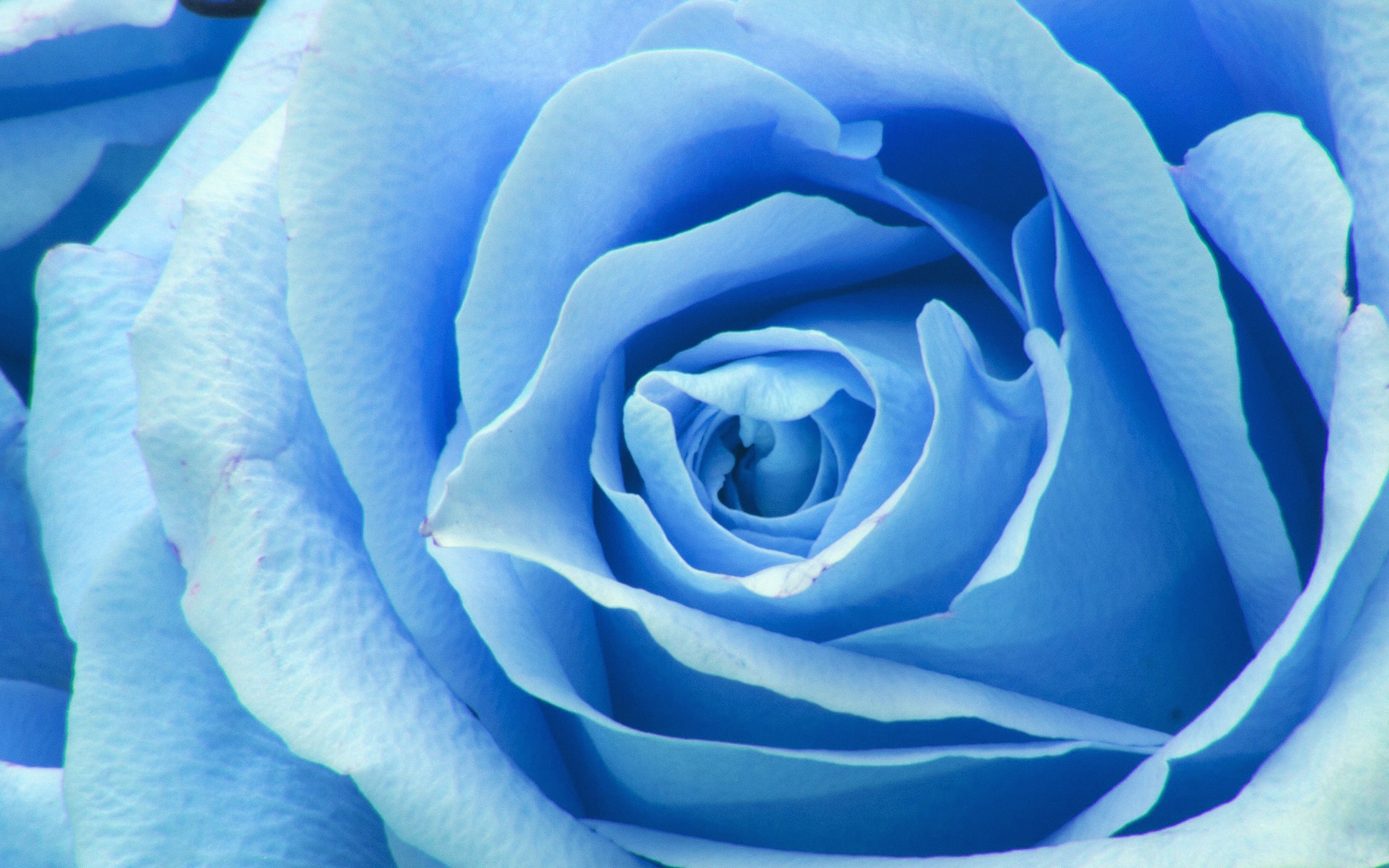 Flower Blue Rose Zoom Love Wallpaper