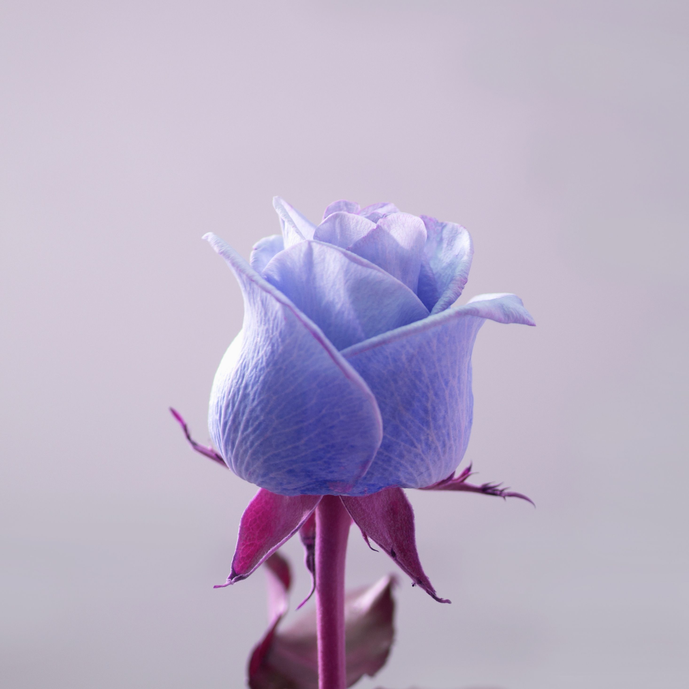 Desktop Wallpaper Blue Rose, Bud, Close Up, Portrait, 4k, HD Image, Picture, Background, A69e7f