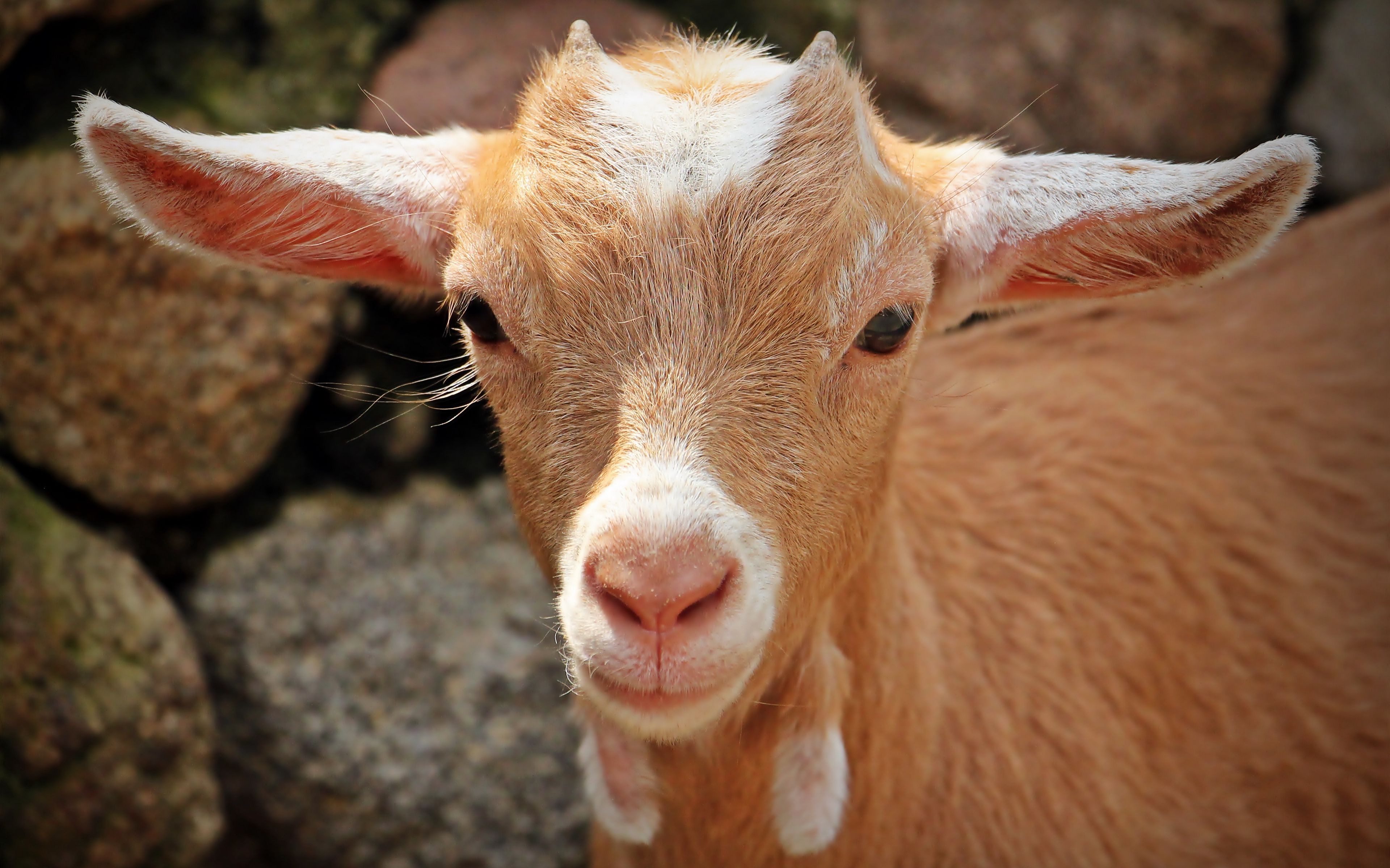Download wallpaper 3840x2400 goat, face, young 4k ultra HD 16:10 HD background