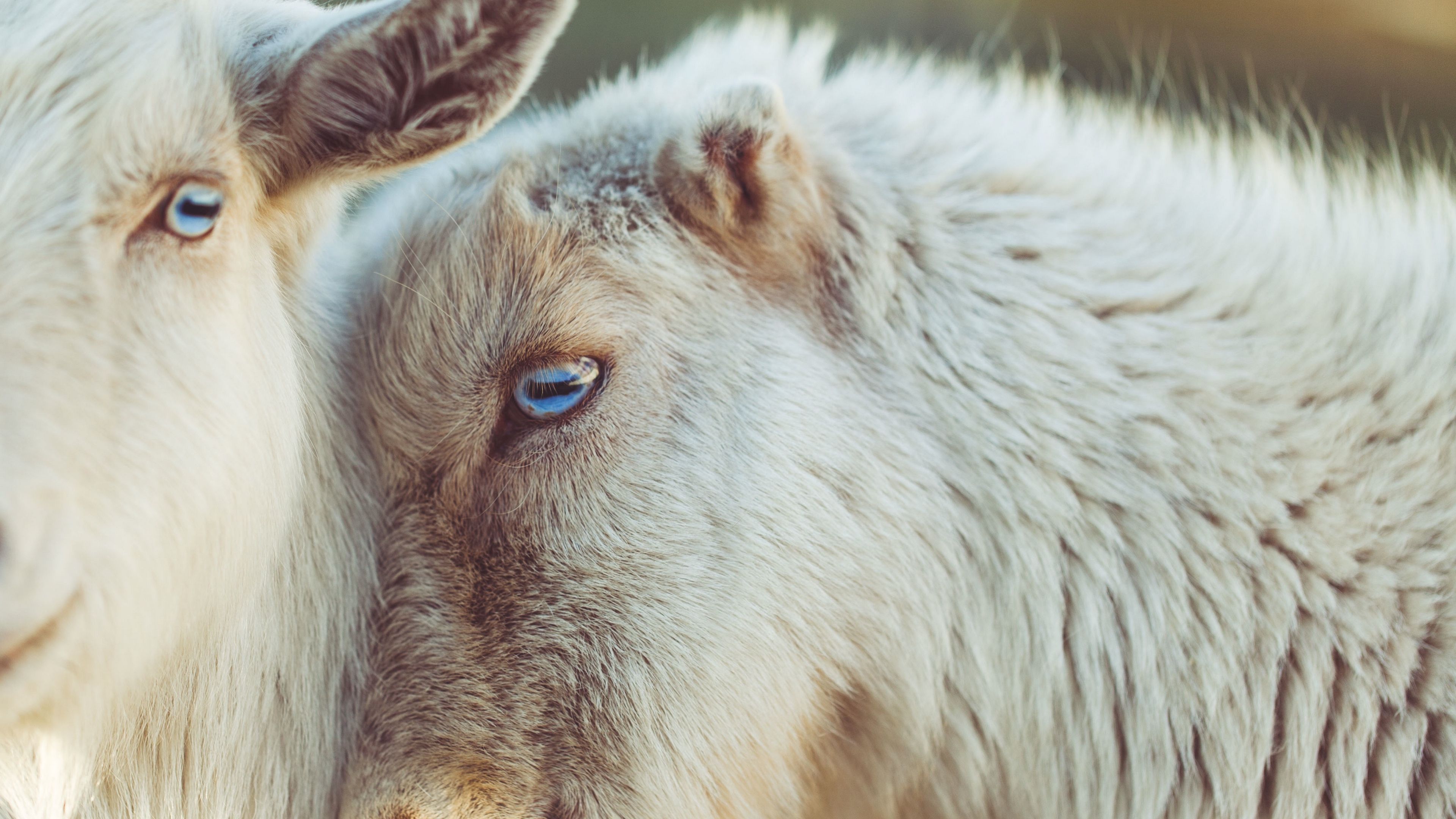 Wallpaper 4k goats, muzzle, blue eyes 4k blue eyes, goats, muzzle