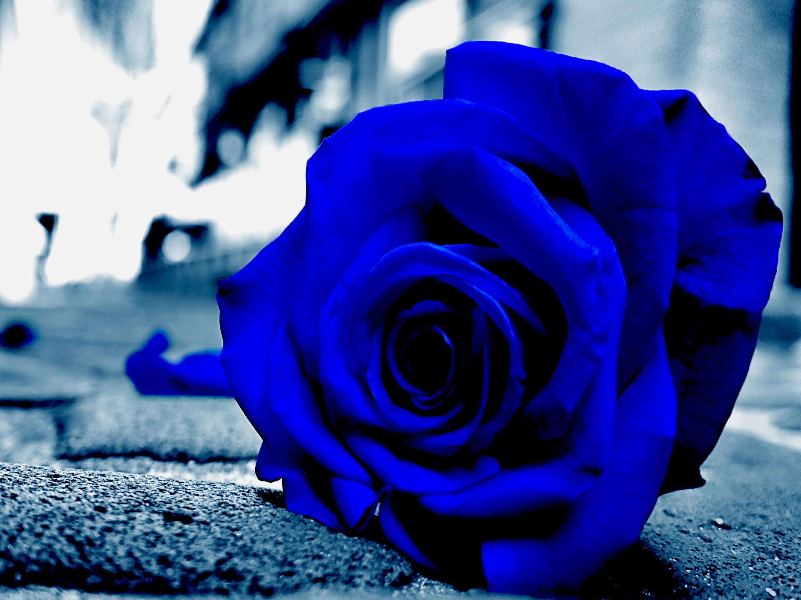 Blue rose Wallpaper 4K, Rose flower, Black background