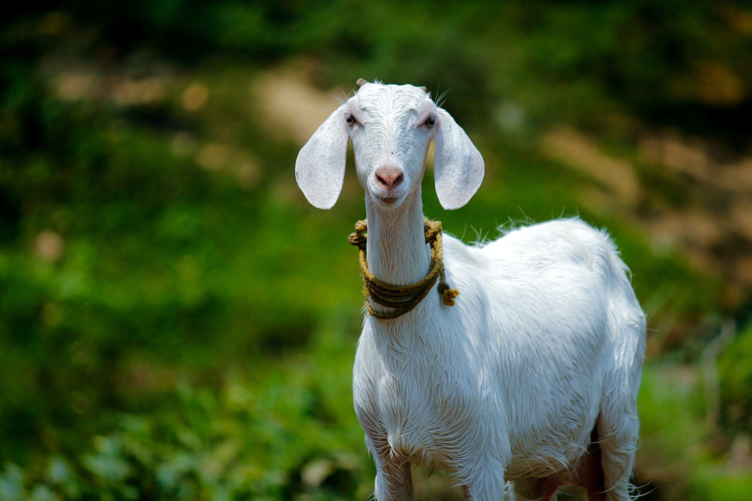 Collection, HD goat wallpaper (HD Download)