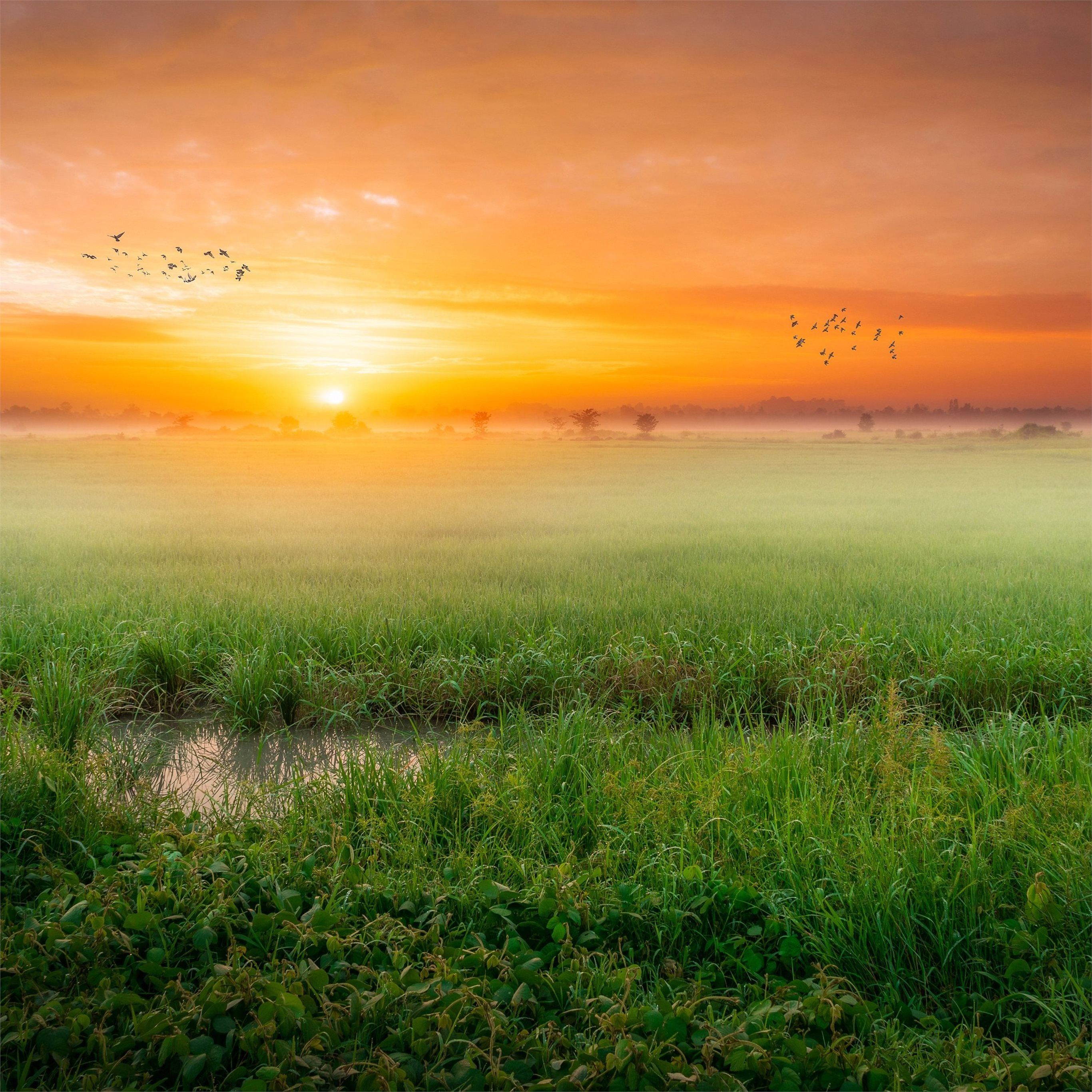 grass fog sunrise morning 4k iPad Wallpaper Free Download