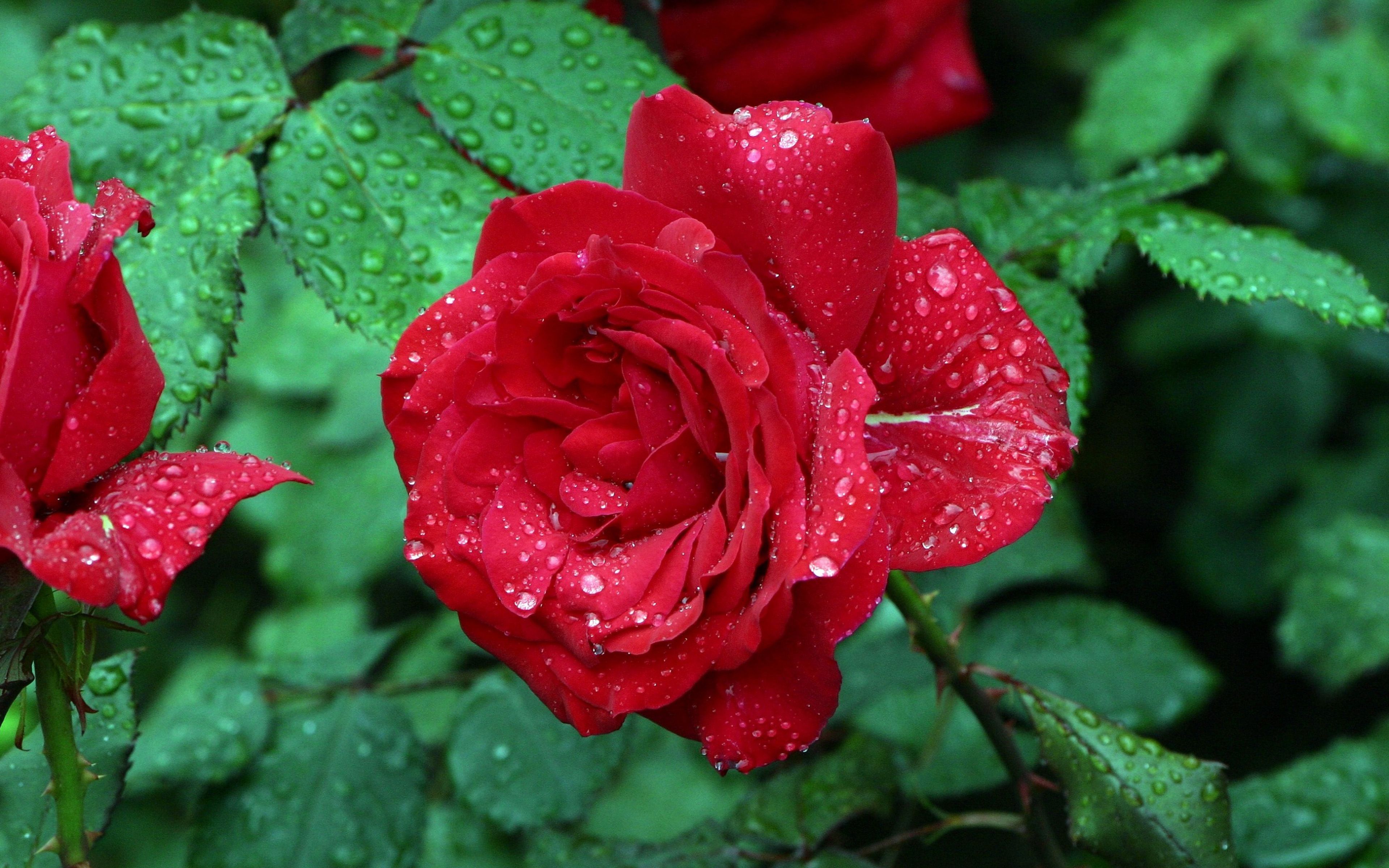 Lovely Rose With Beautiful Red Color Petals Drops Water Green Leaves 4k Ultra HD Wallpaper For Desktop Laptop And Tv Tablet Mobile Phones3840x2400, Wallpaper13.com