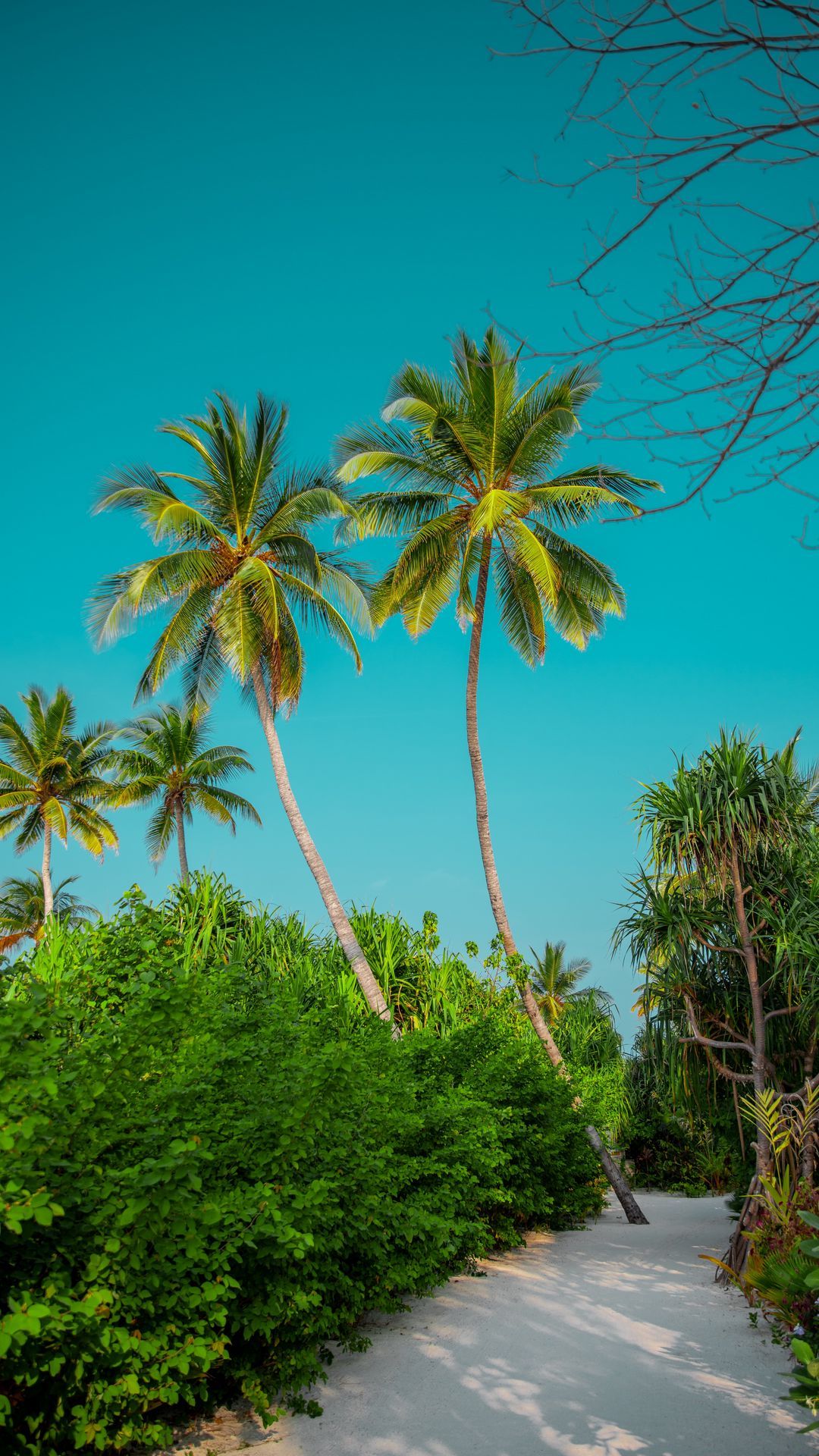 Download wallpaper 1080x1920 palm trees, bushes, path, tropics, summer samsung galaxy s4, s5, note, sony xperia z, z1, z2, z3, htc one, lenovo vibe HD background